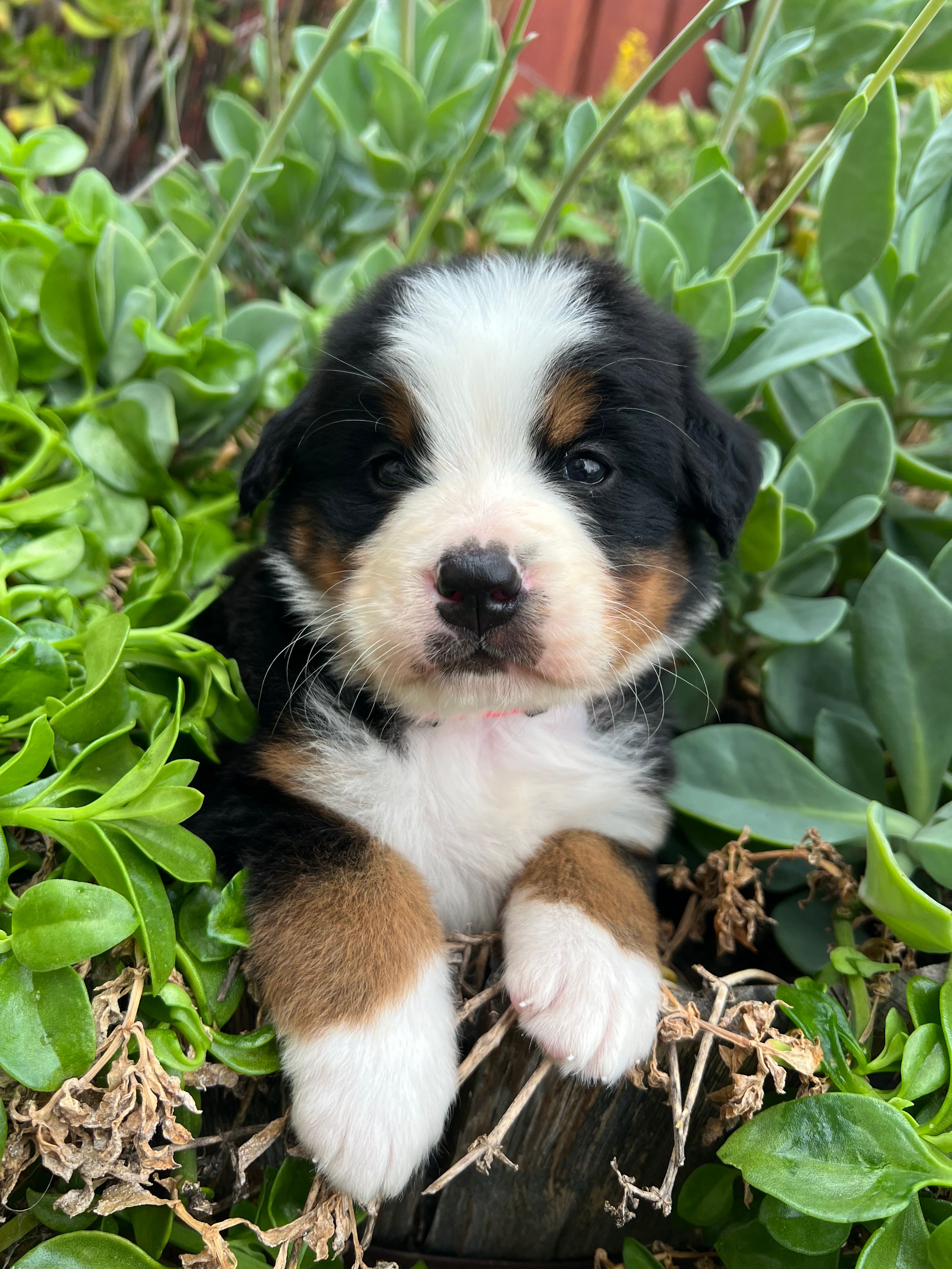 Jax – Bernese Mountain Dog puppy for sale in Newman, CA