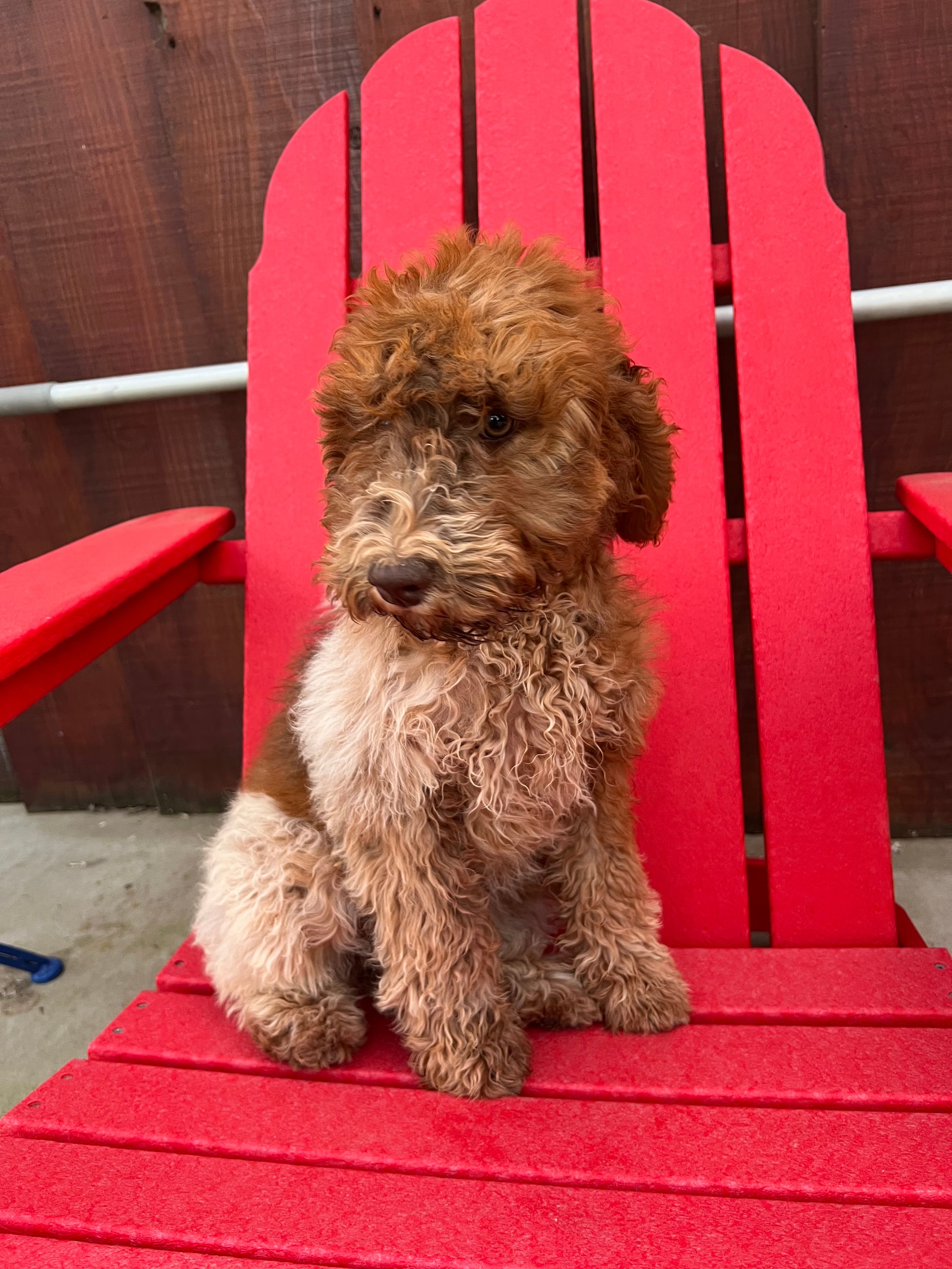Patches (medium) – Goldendoodle puppy for sale in Newman, CA