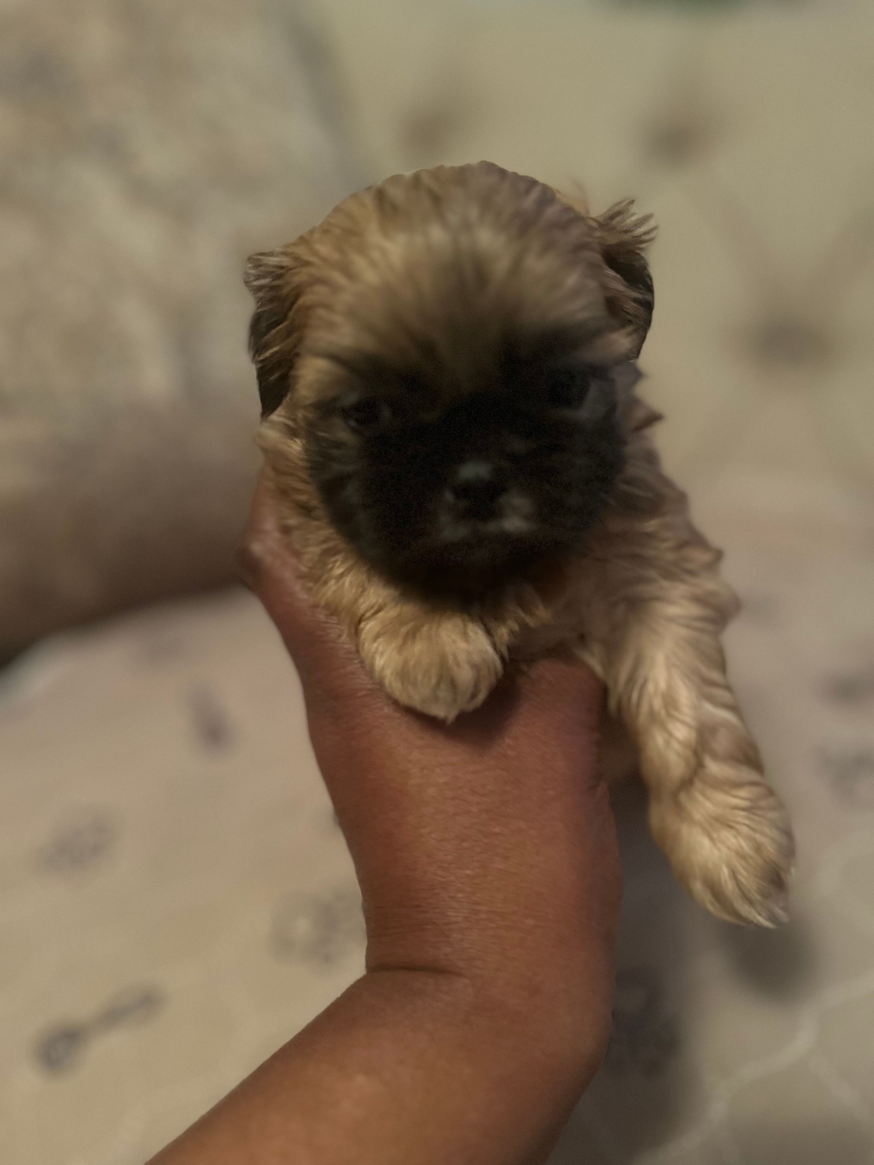 Precious – Shih Tzu puppy for sale in Atlanta, GA