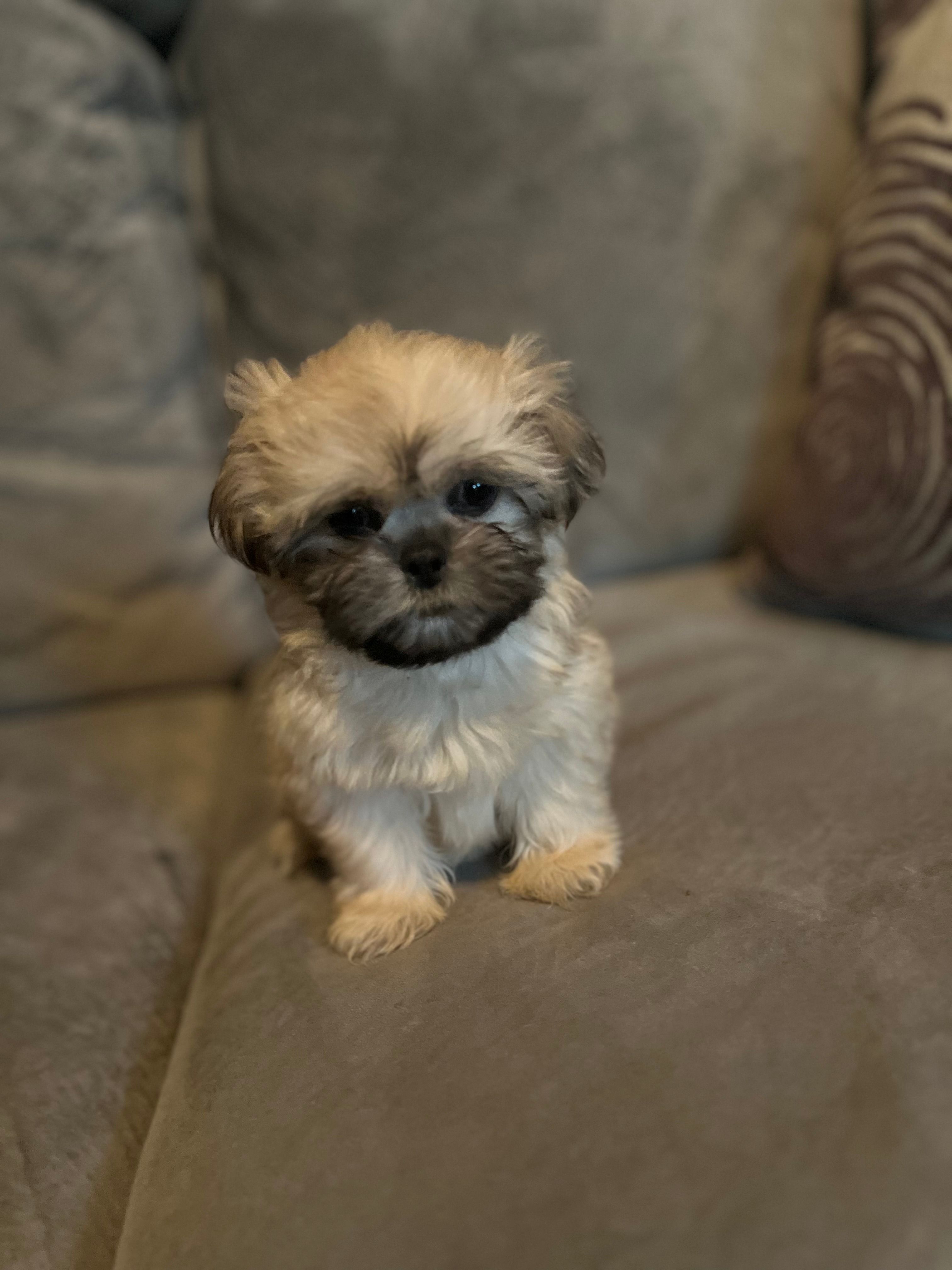 Snuggles  – Shih Tzu puppy for sale in Atlanta, GA