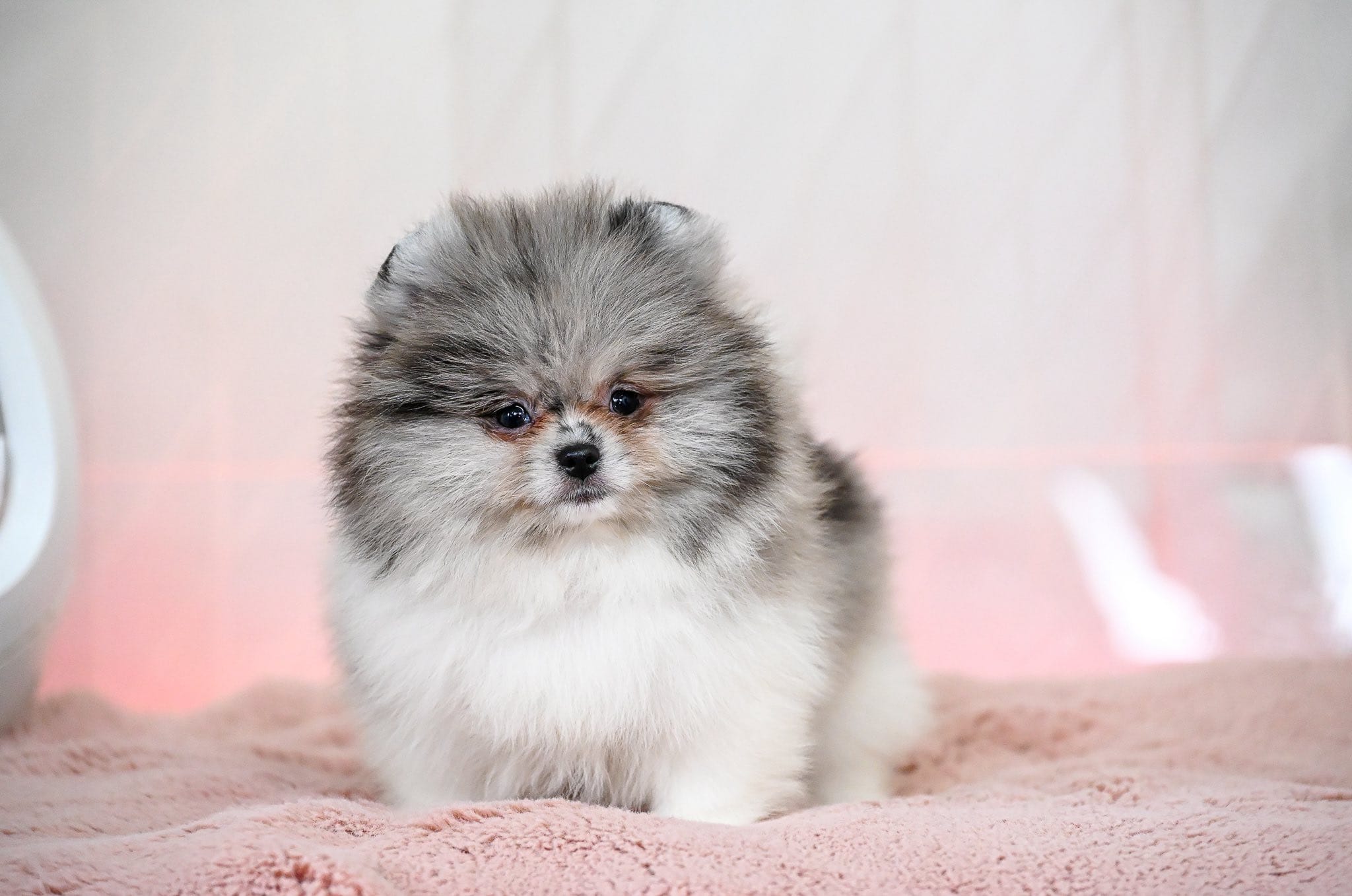 Jackson – Pomeranian puppy for sale in Oklahoma City, OK