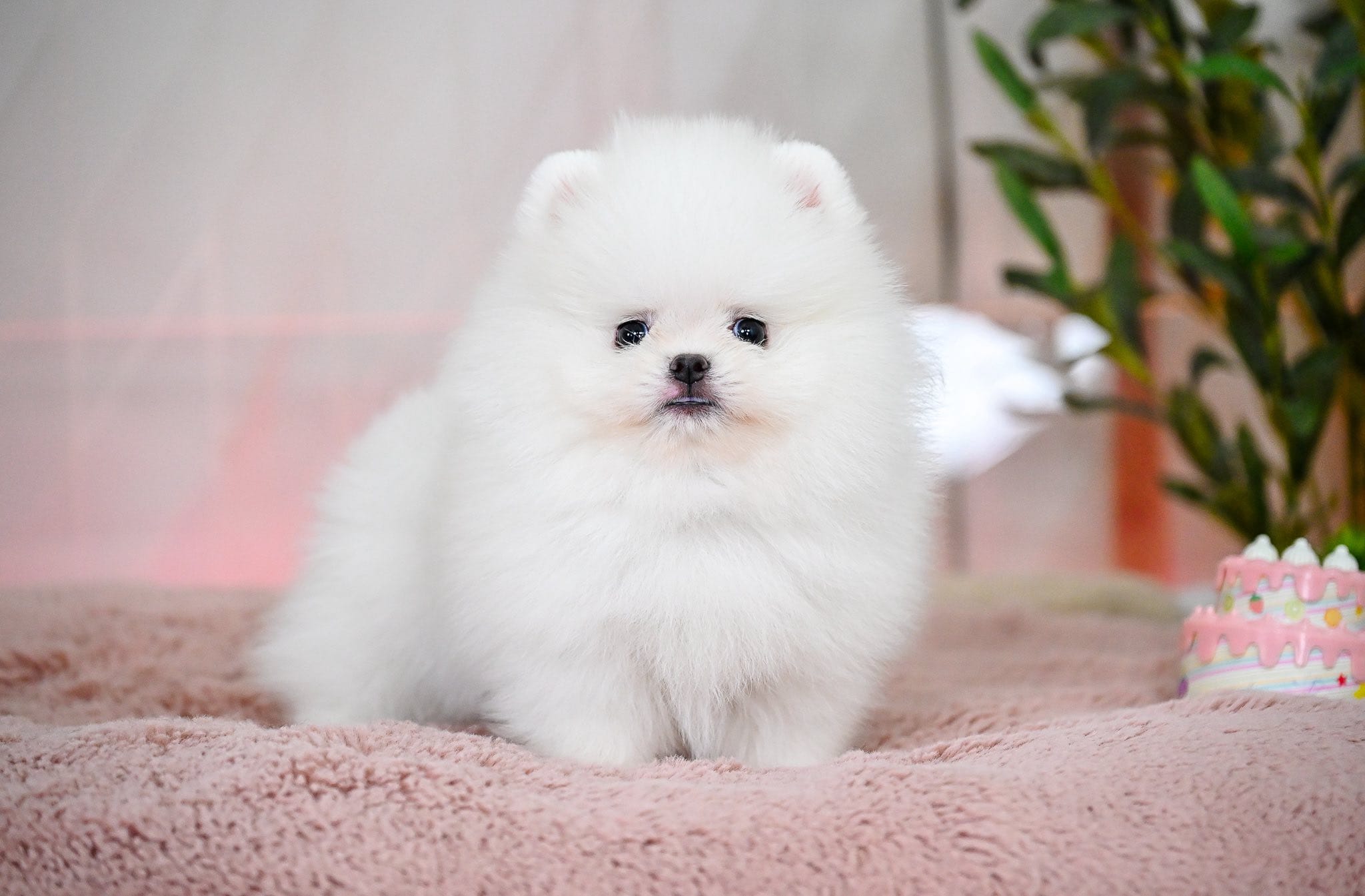 Jack – Pomeranian puppy for sale in Oklahoma City, OK