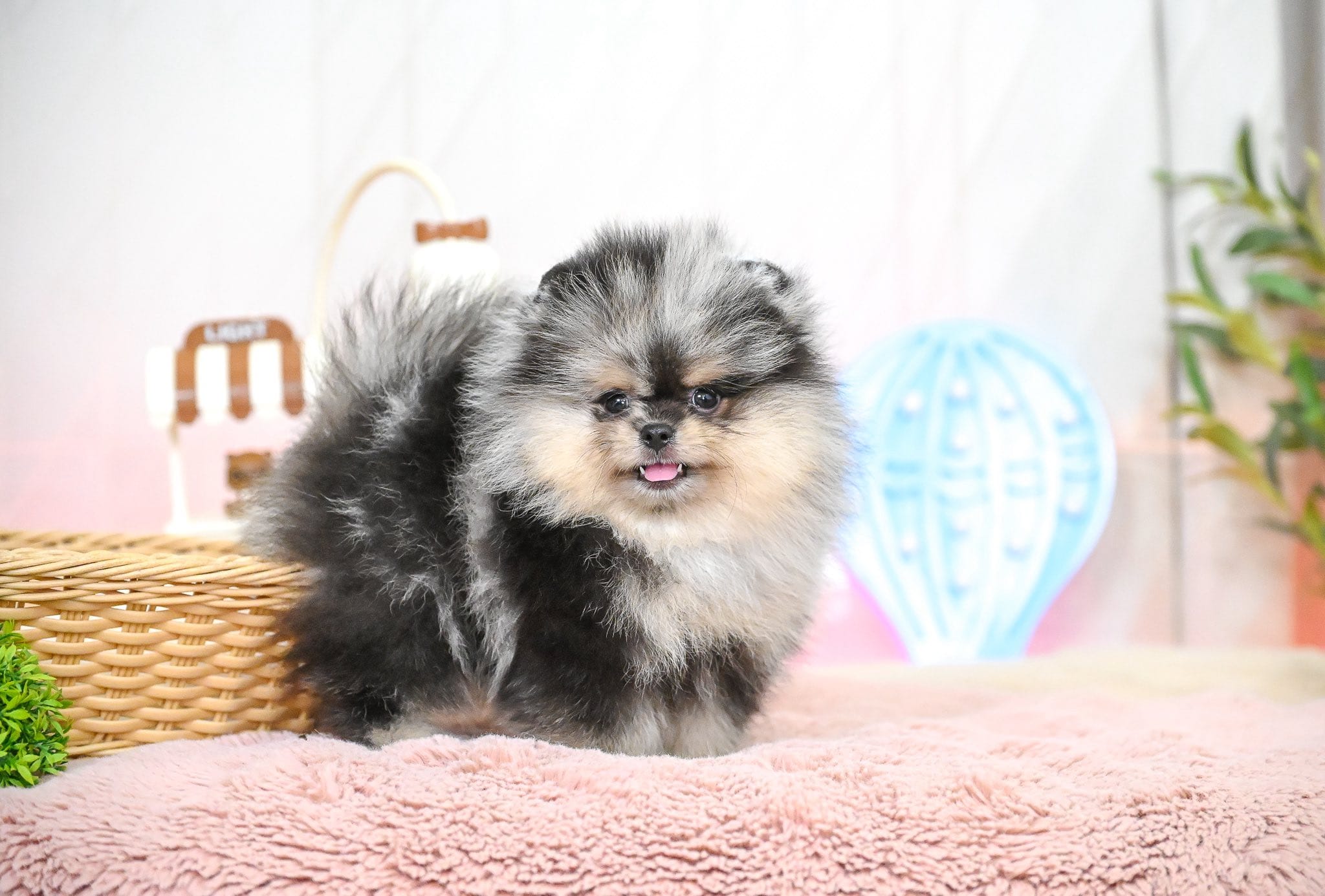 Papi – Pomeranian puppy for sale in Oklahoma City, OK