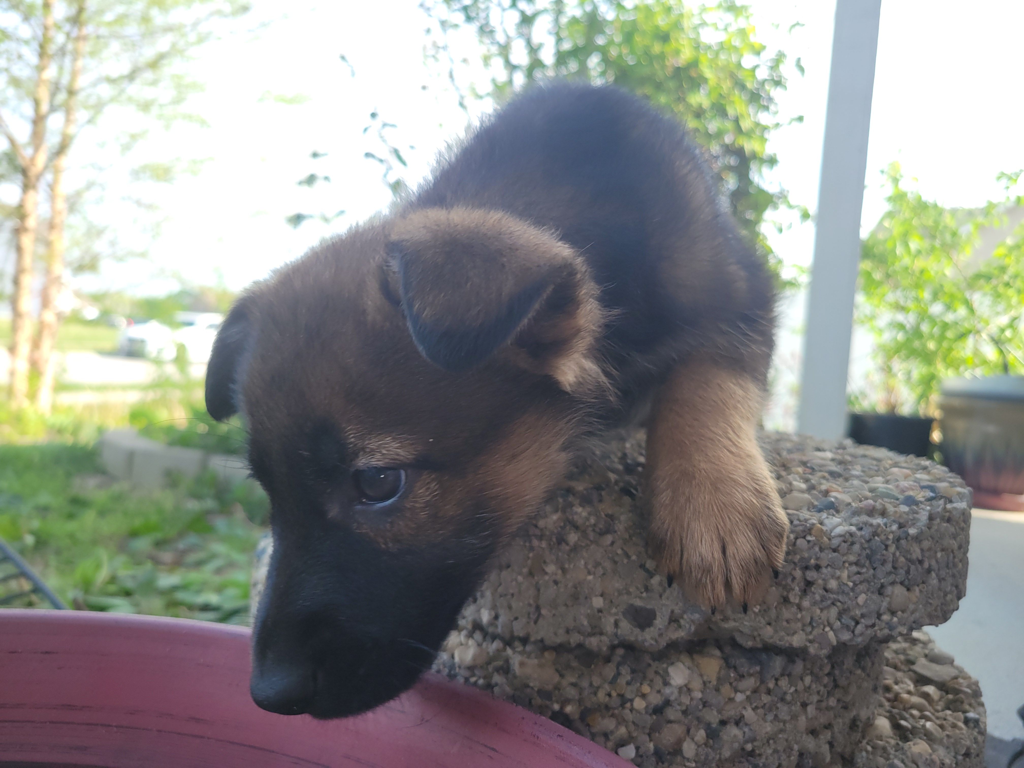 Bella – Collie, German Shepherd Dog puppy for sale in Indianapolis, IN