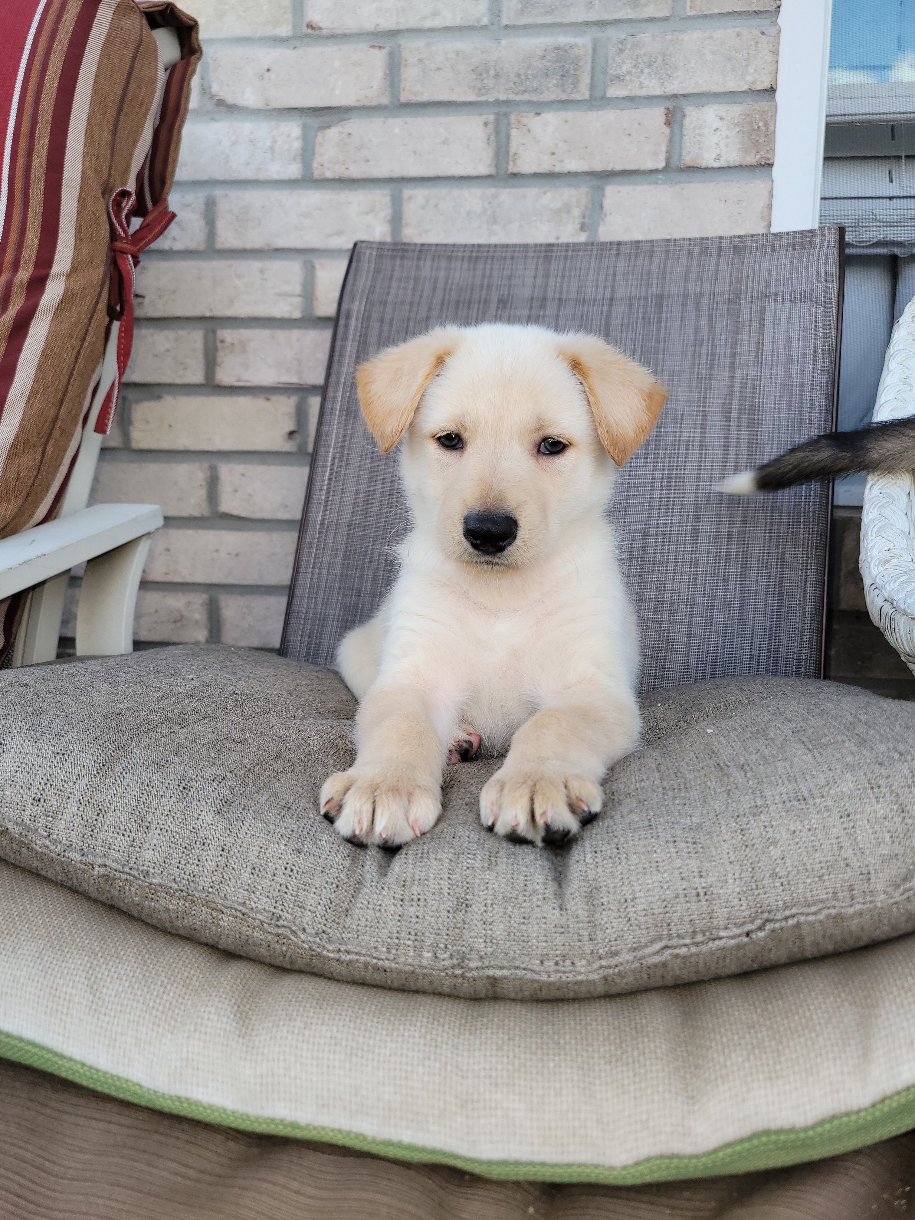 Peanut – Collie, German Shepherd Dog puppy for sale in Indianapolis, IN