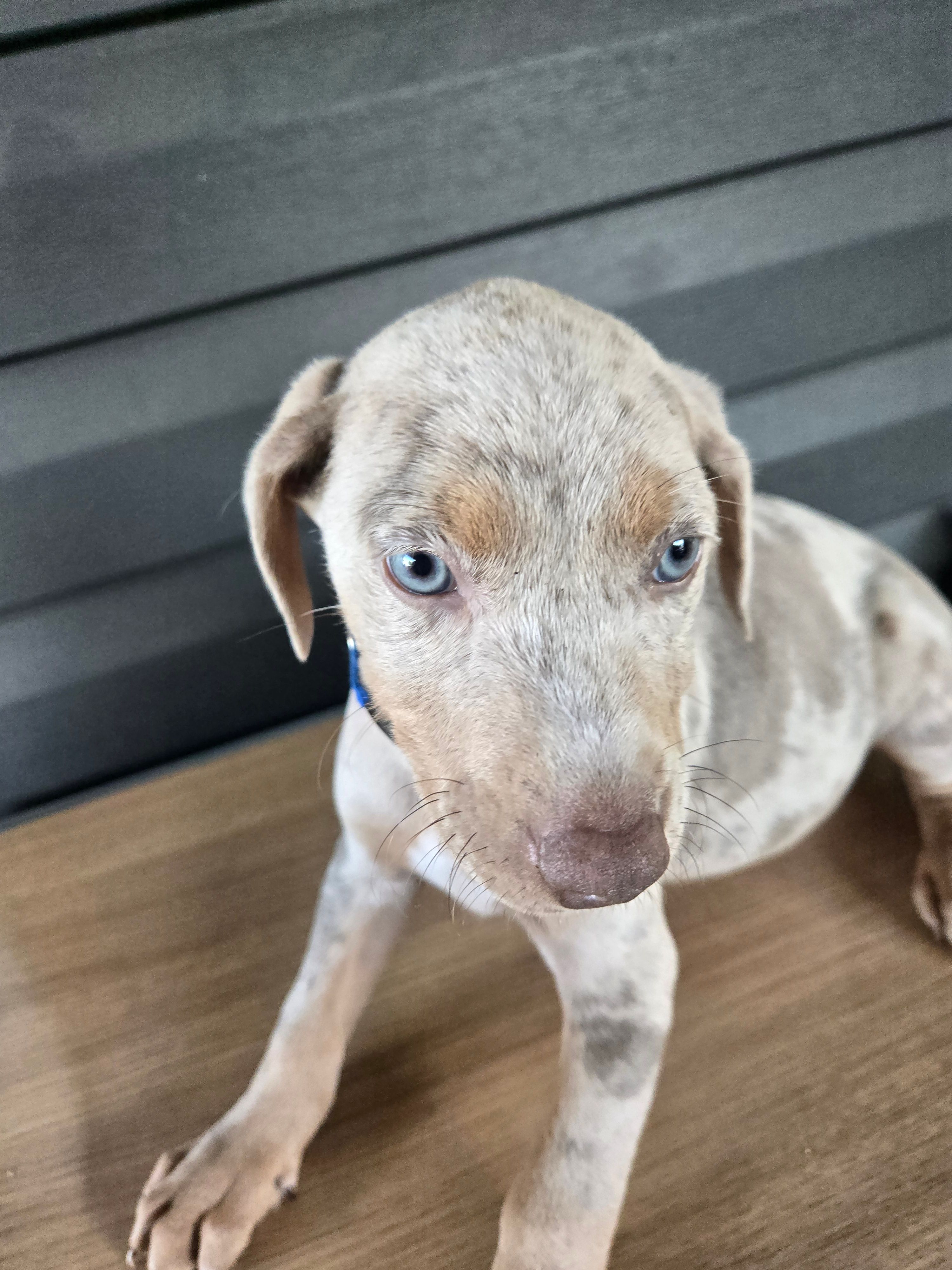 Squeak – Doberman Pinscher puppy for sale in Charlotte, NC