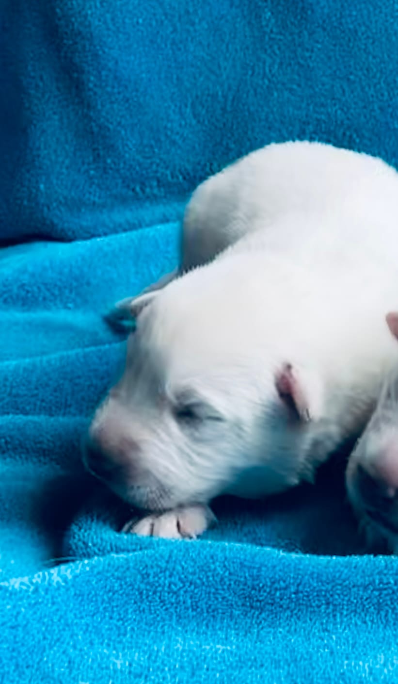 Belle – German Shepherd Dog puppy for sale in Altair, TX