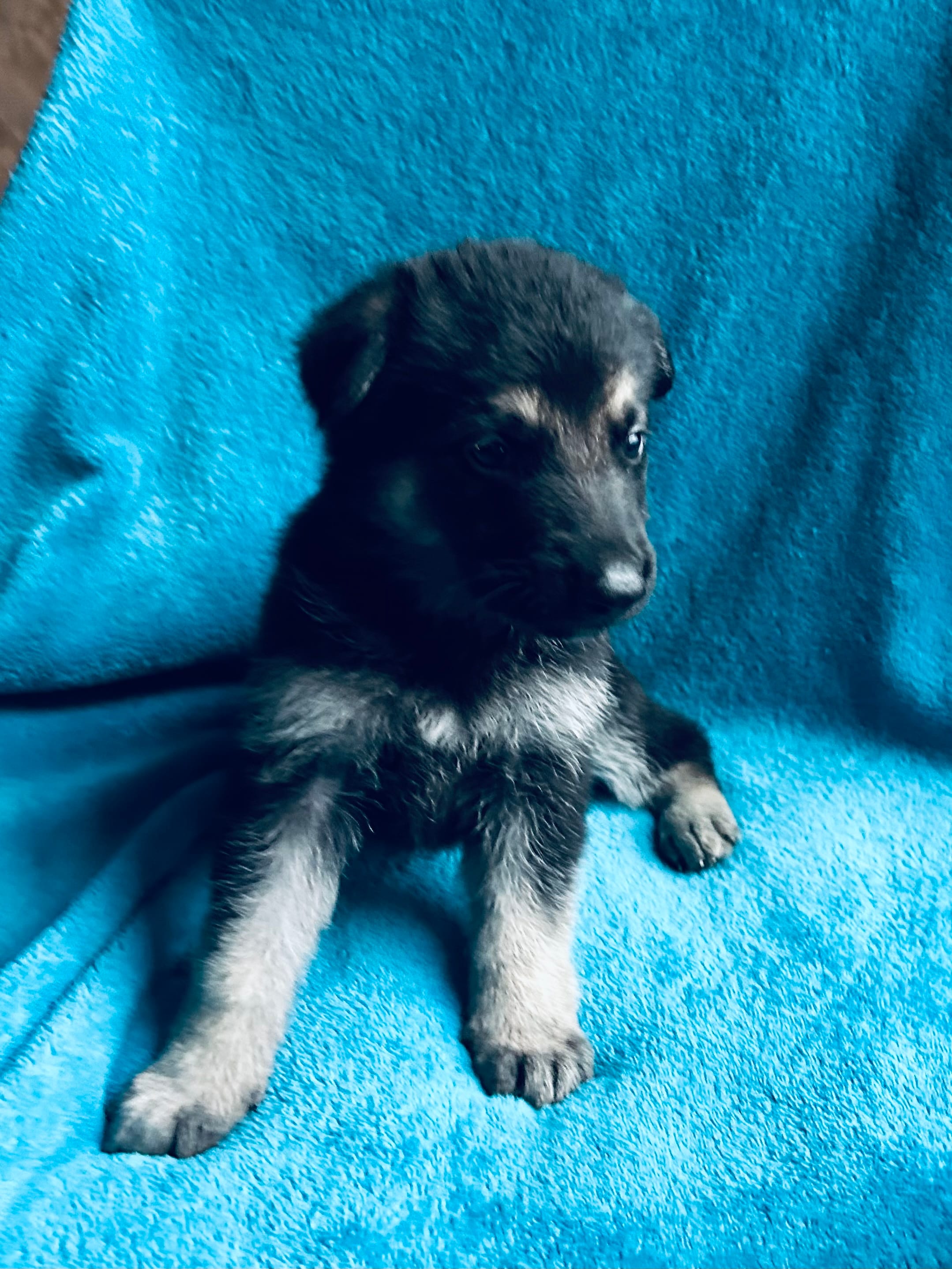 Mercedes – German Shepherd Dog puppy for sale in Altair, TX