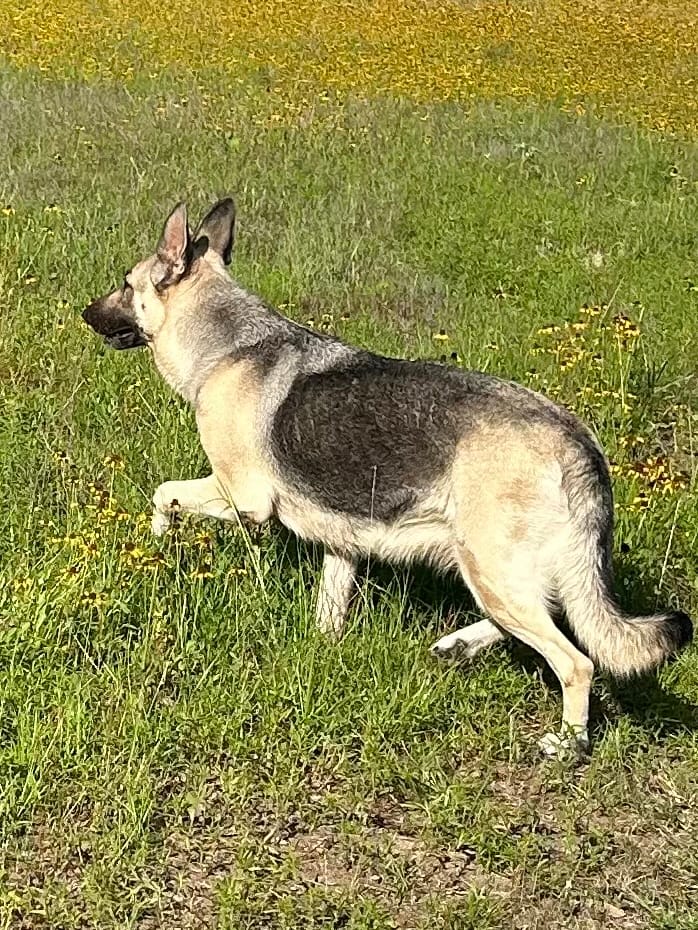 Mercedes – German Shepherd Dog puppy for sale in Altair, TX