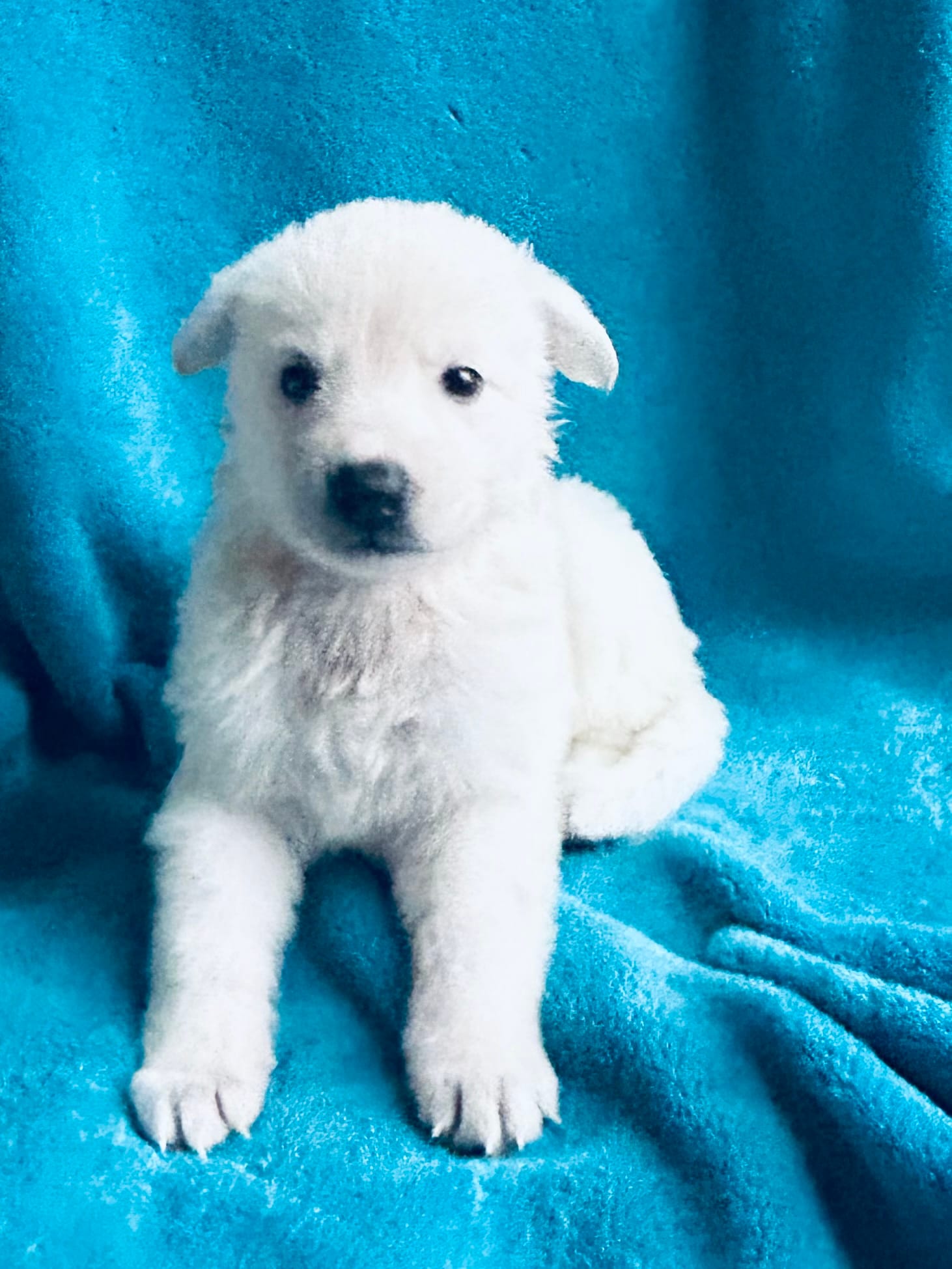 Jewel – German Shepherd Dog puppy for sale in Altair, TX