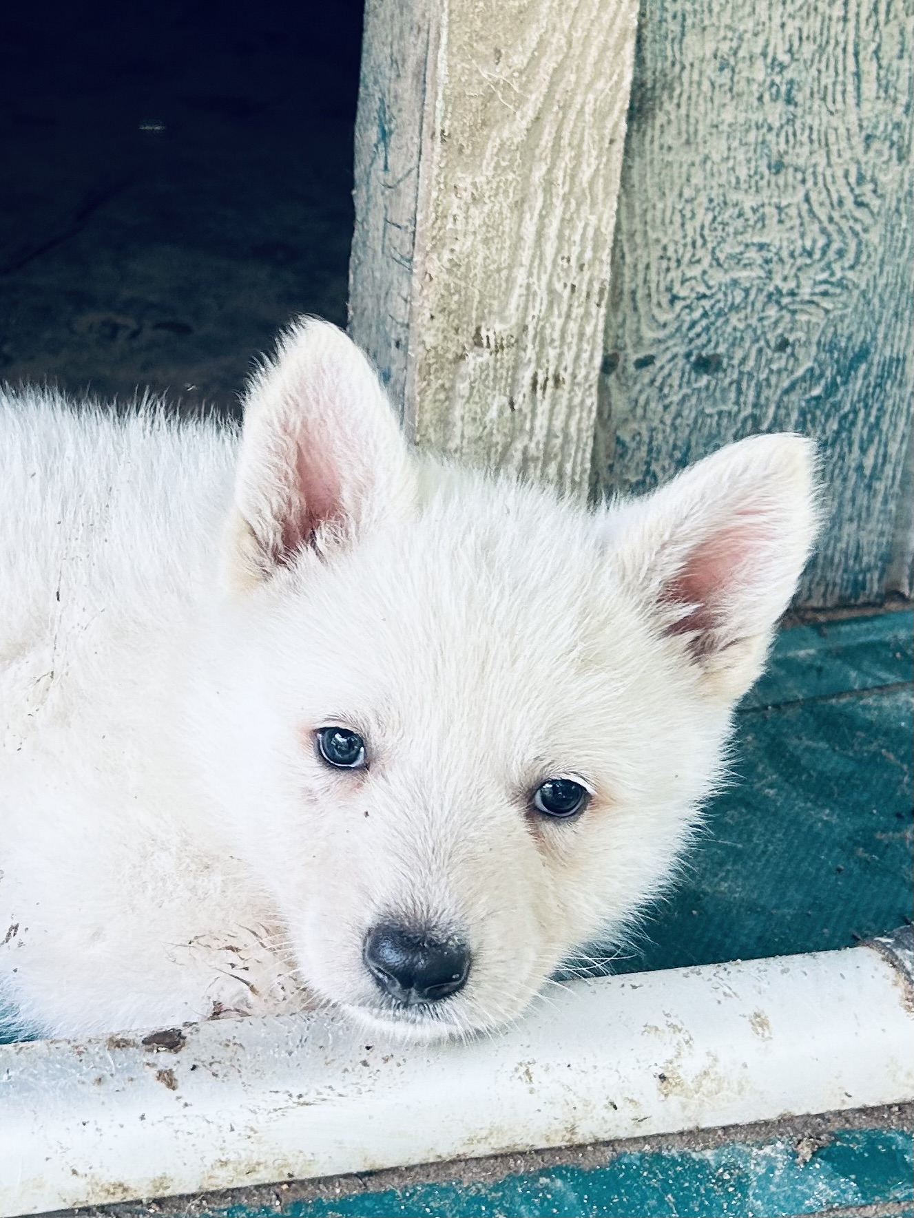 Belle – German Shepherd Dog puppy for sale in Altair, TX