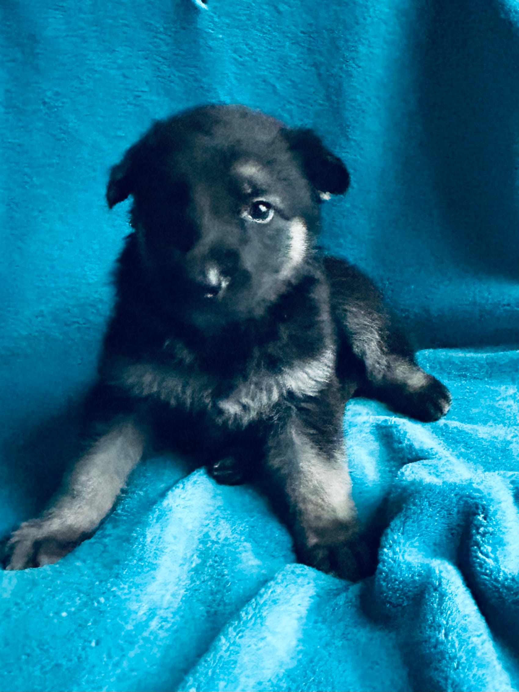 Quinn – German Shepherd Dog puppy for sale in Altair, TX