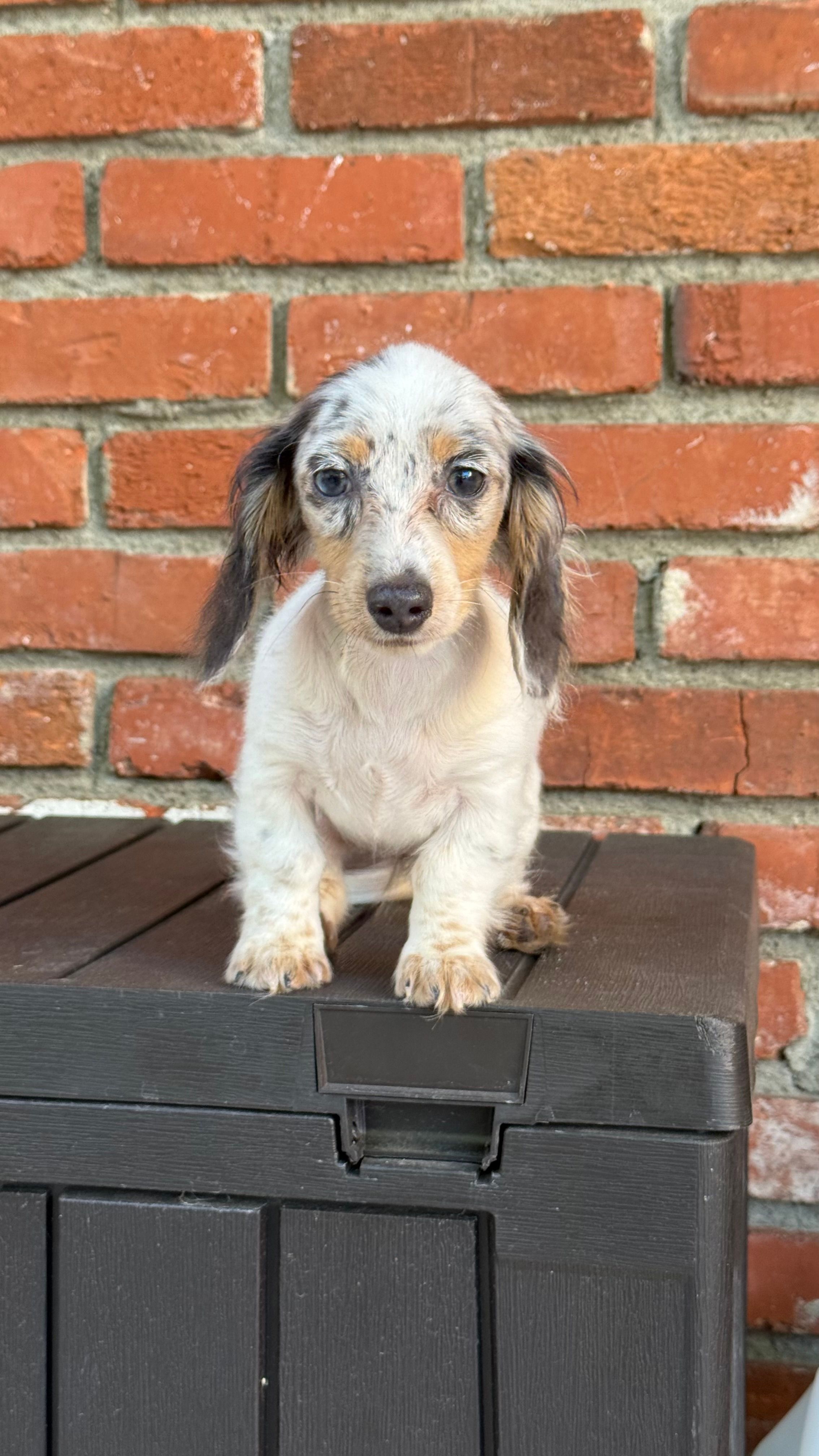 🩷Pied Dapple Female Long Haired Dachshund – Miniature Dachshund puppy for sale in Arcadia, CA