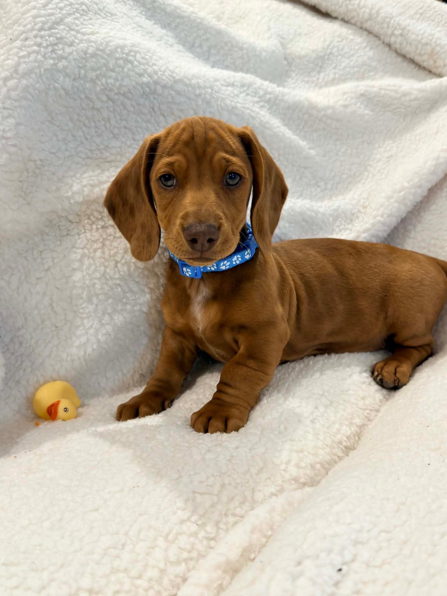 💙Rust Dapple Male Short Haired Dachshund – Miniature Dachshund puppy for sale in Arcadia, CA