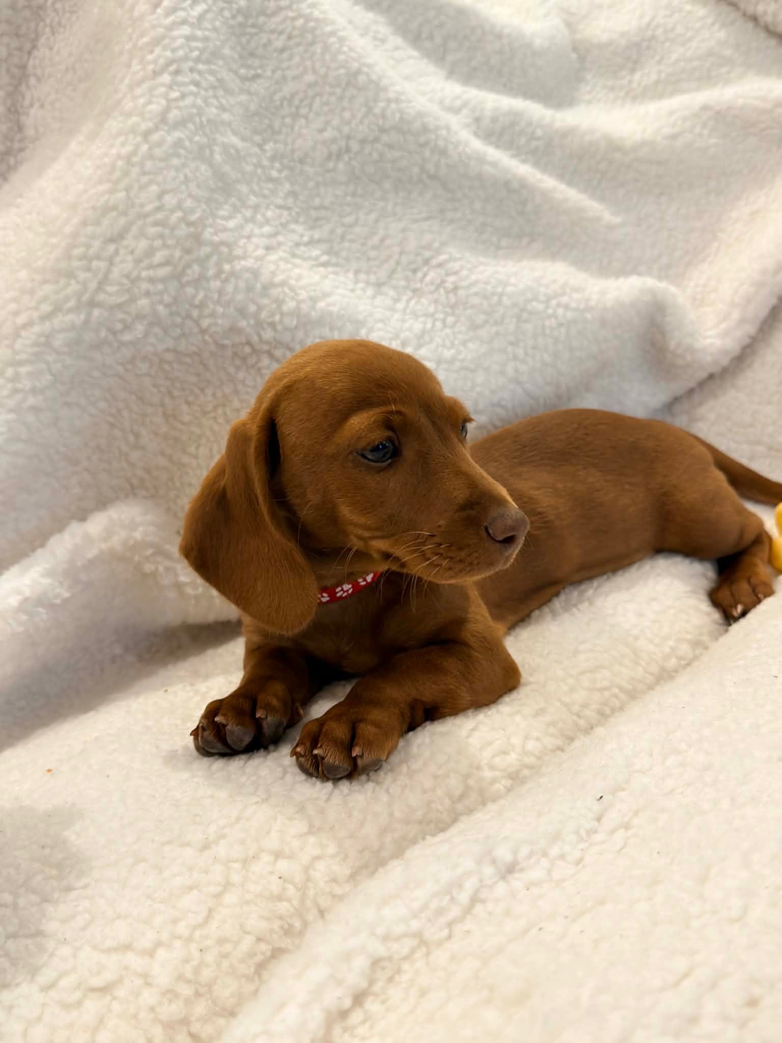 🩷Rust Female Short Haired Dachshund  – Miniature Dachshund puppy for sale in Arcadia, CA