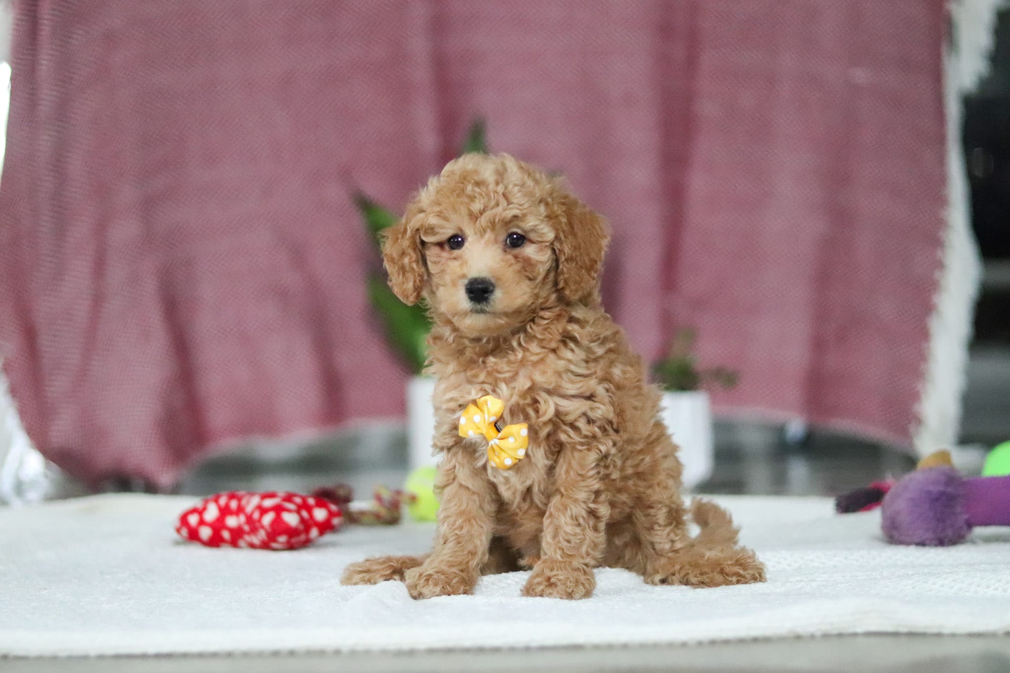 Chase – Miniature Goldendoodle puppy for sale in Millersburg, OH