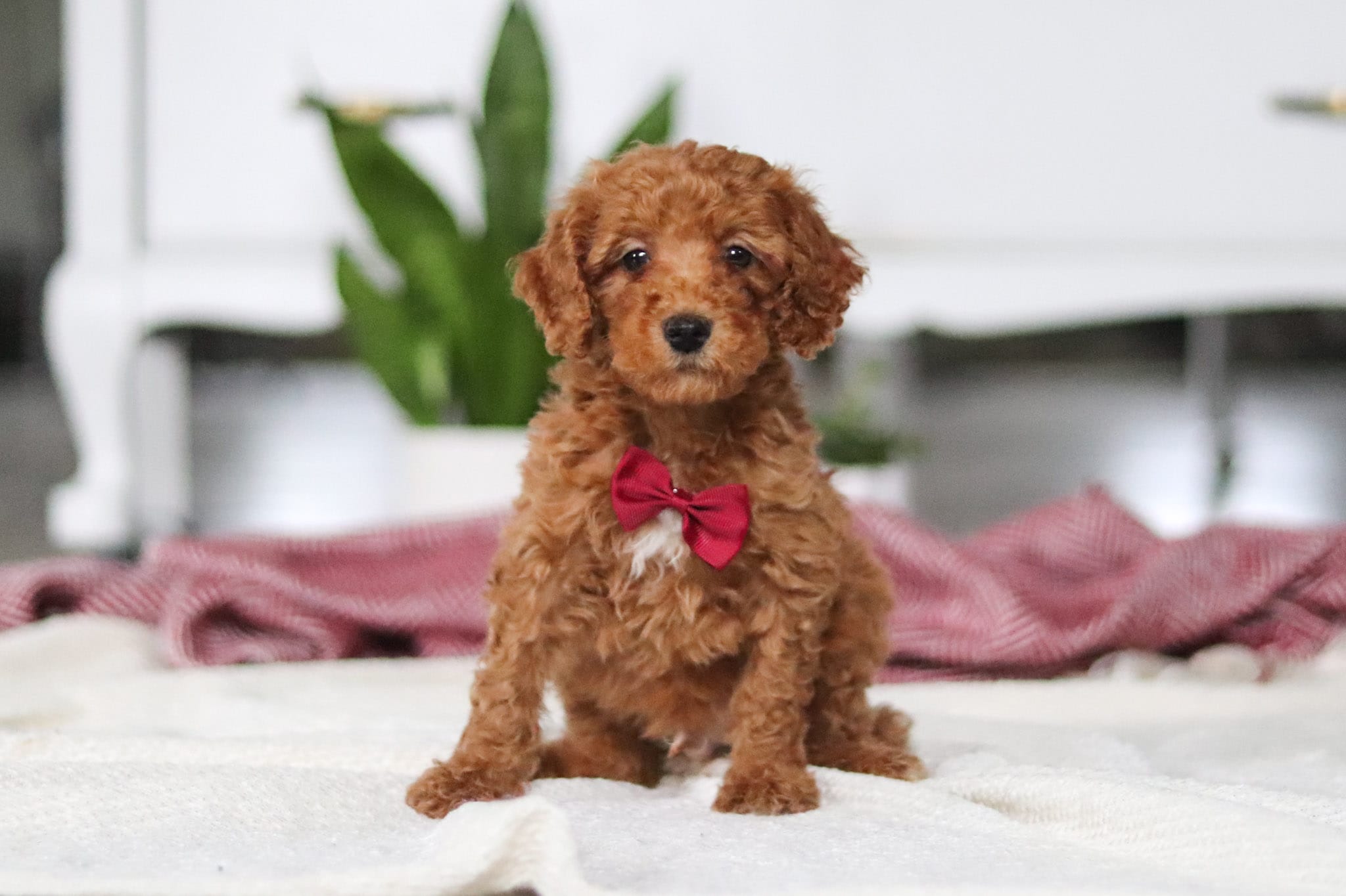 Brodie – Miniature Goldendoodle puppy for sale in Millersburg, OH