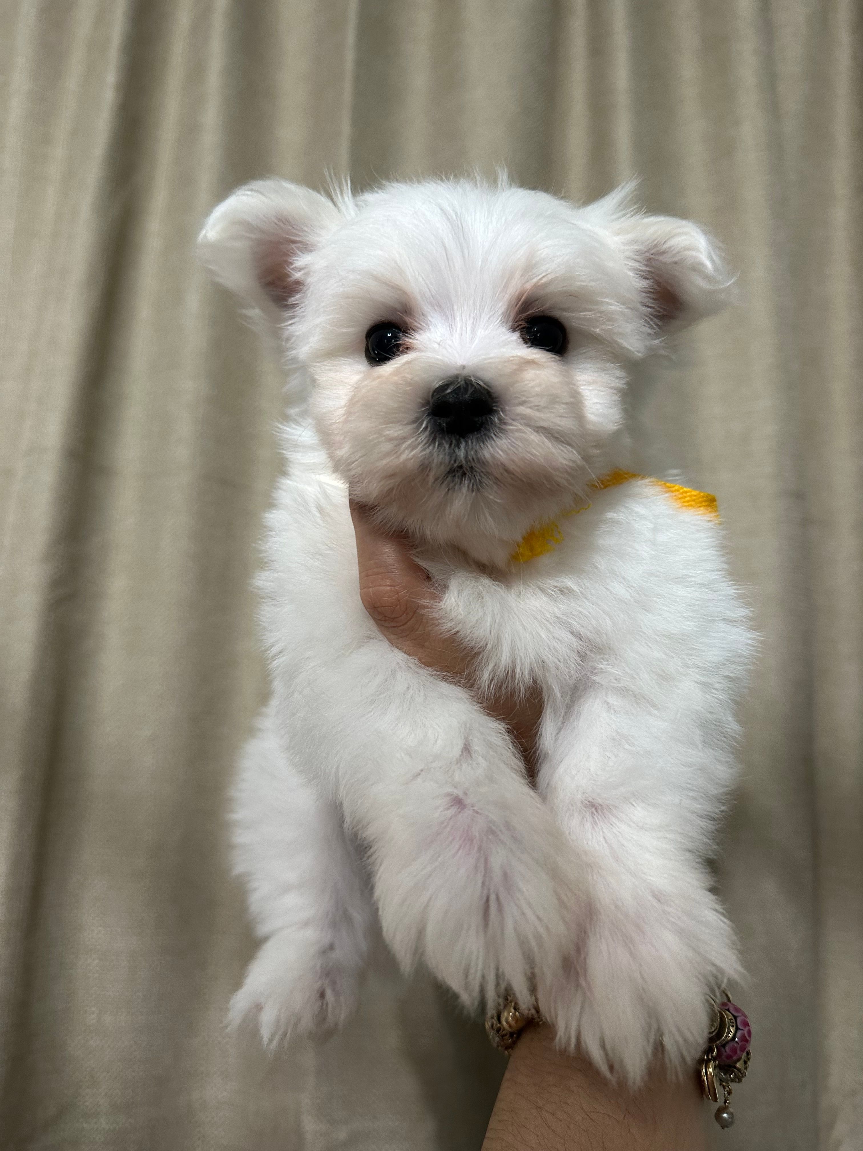 Puppy 7 – Maltese puppy for sale in Orlando, FL