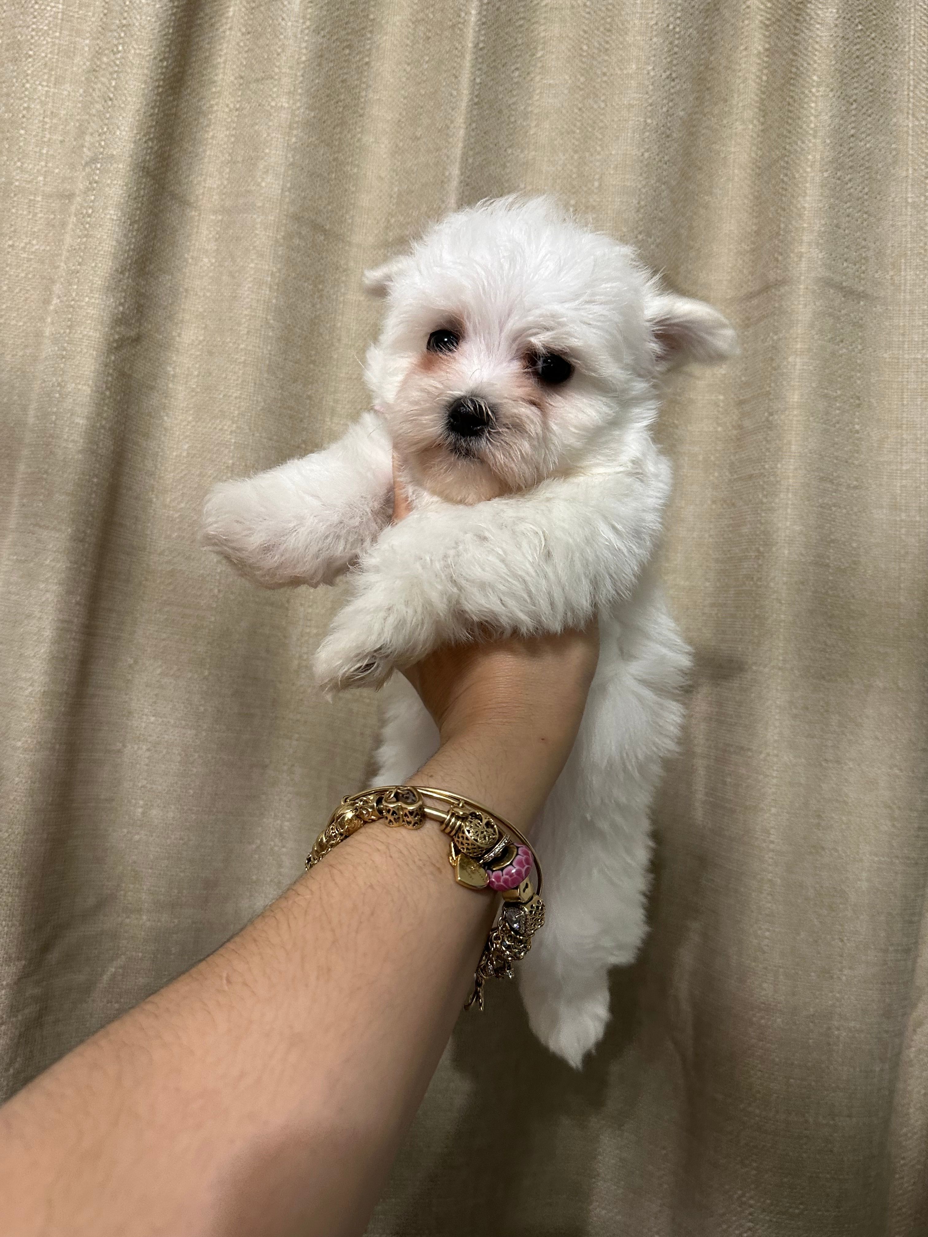 Puppy 2 – Maltese puppy for sale in Orlando, FL