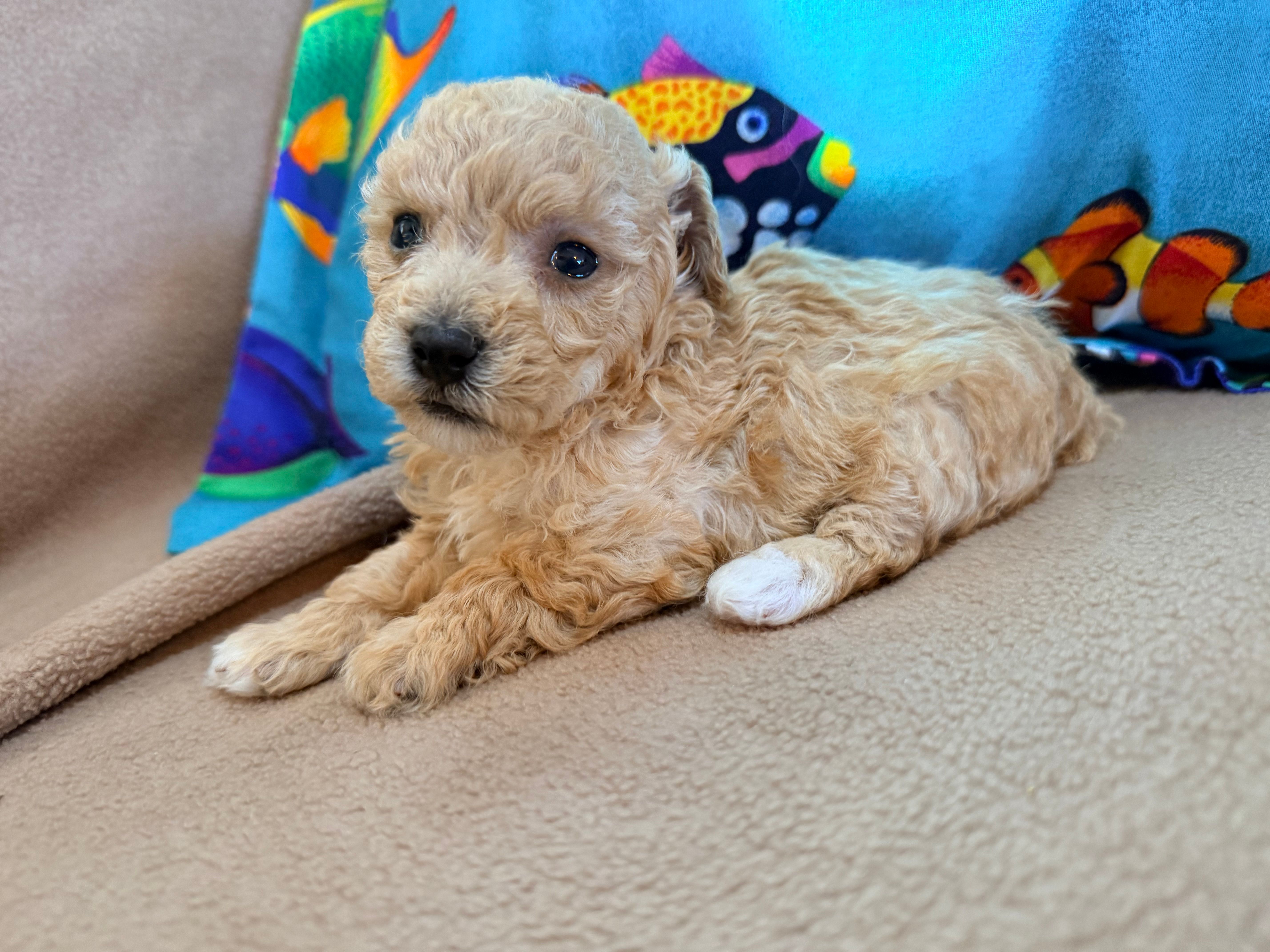 Angel – Poodle - Toy  puppy for sale in Greenville, NC