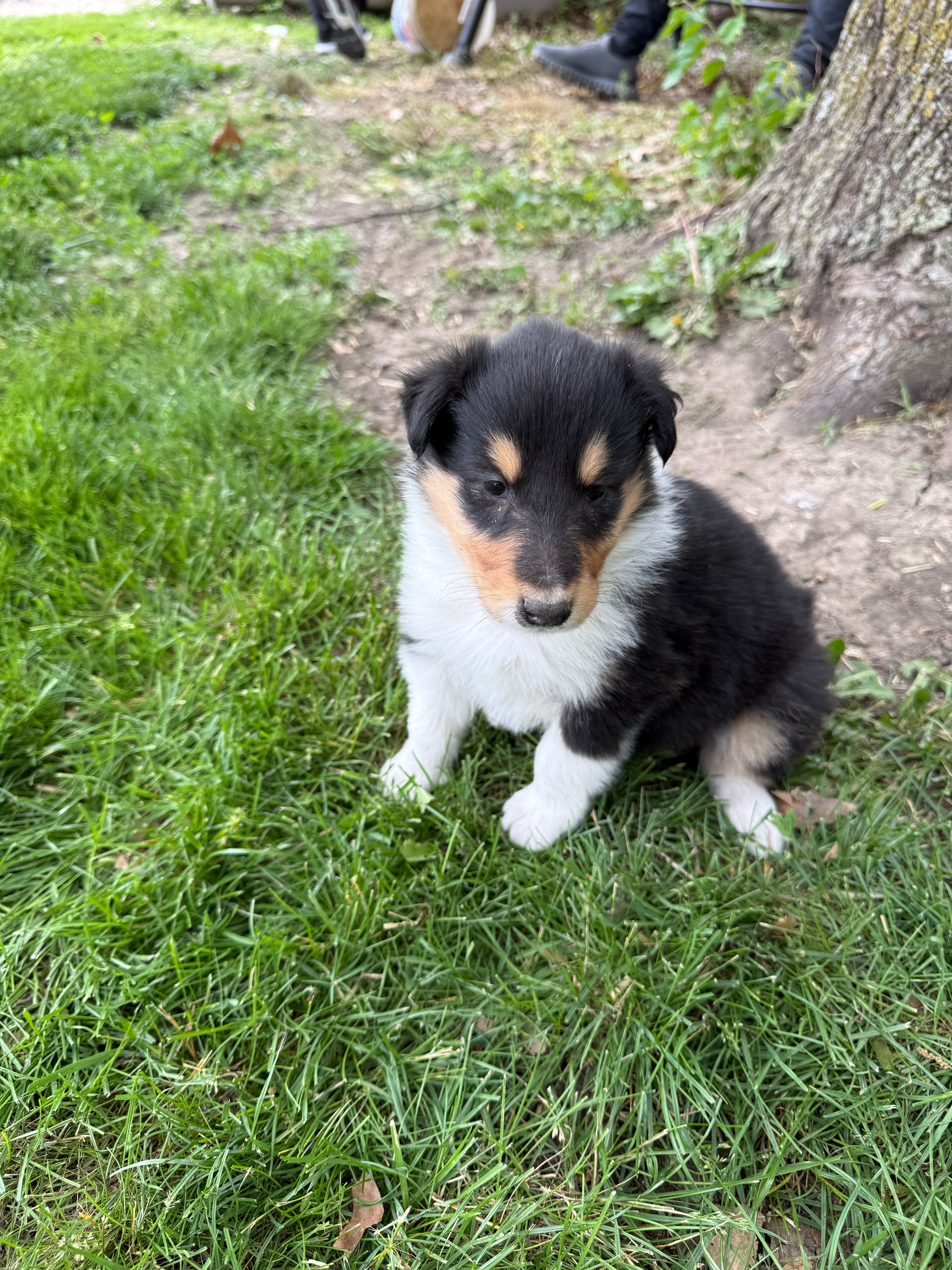 Rachael – Collie puppy for sale in Hiawatha, KS