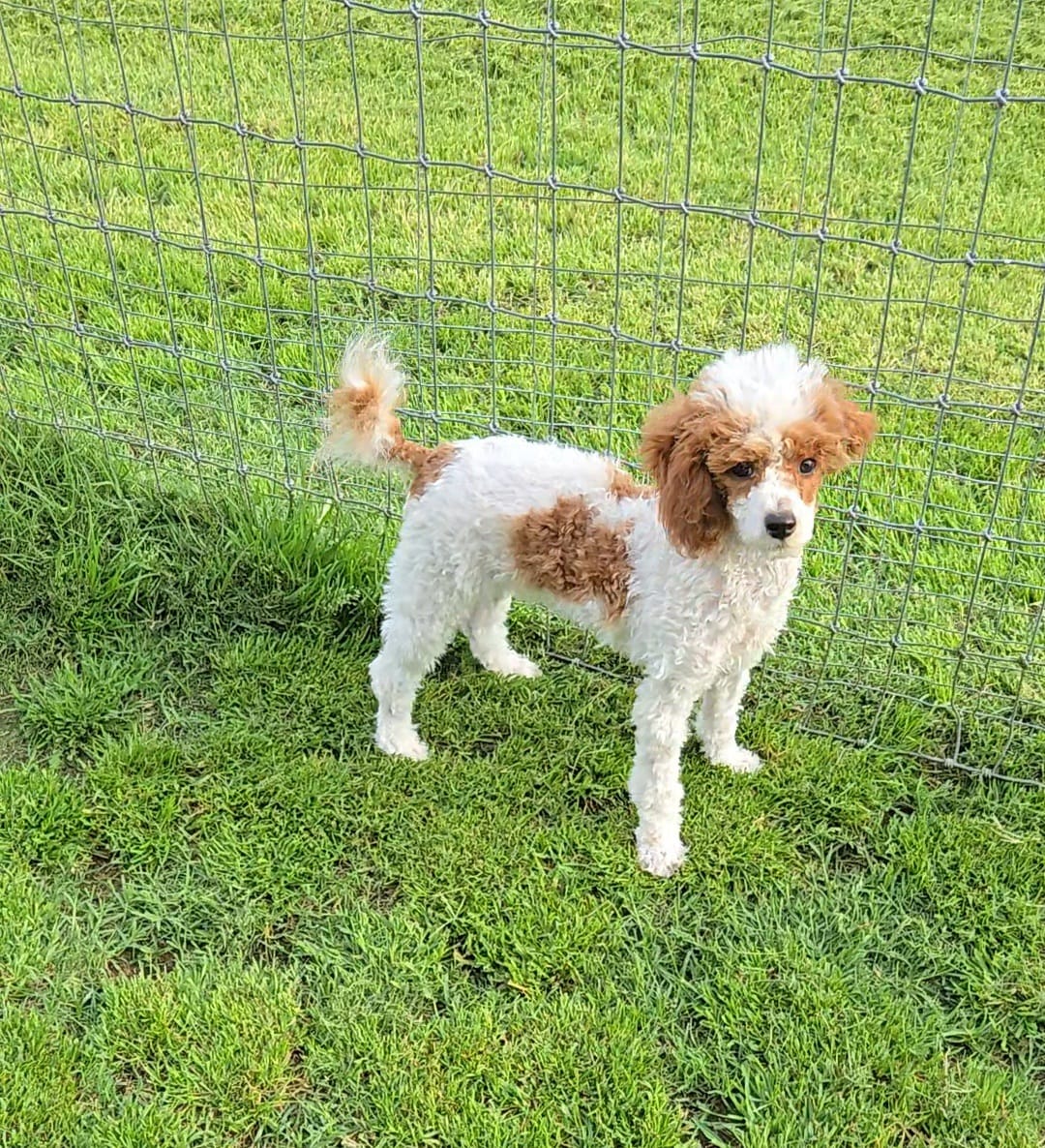 AKC - Ivy – Poodle - Miniature  puppy for sale in Fort Worth, TX