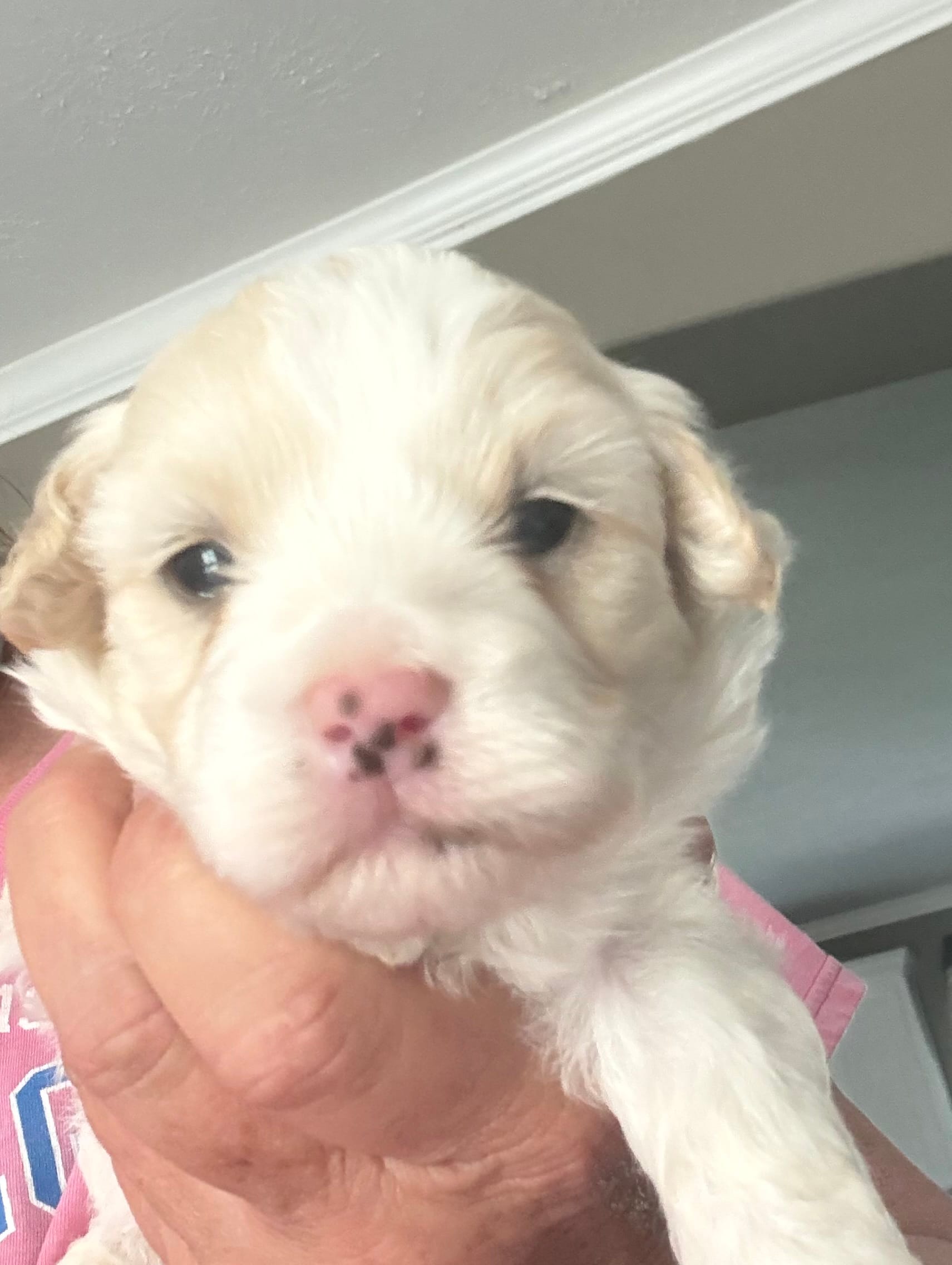 Muffin – Maltipoo puppy for sale in Louisville, IL