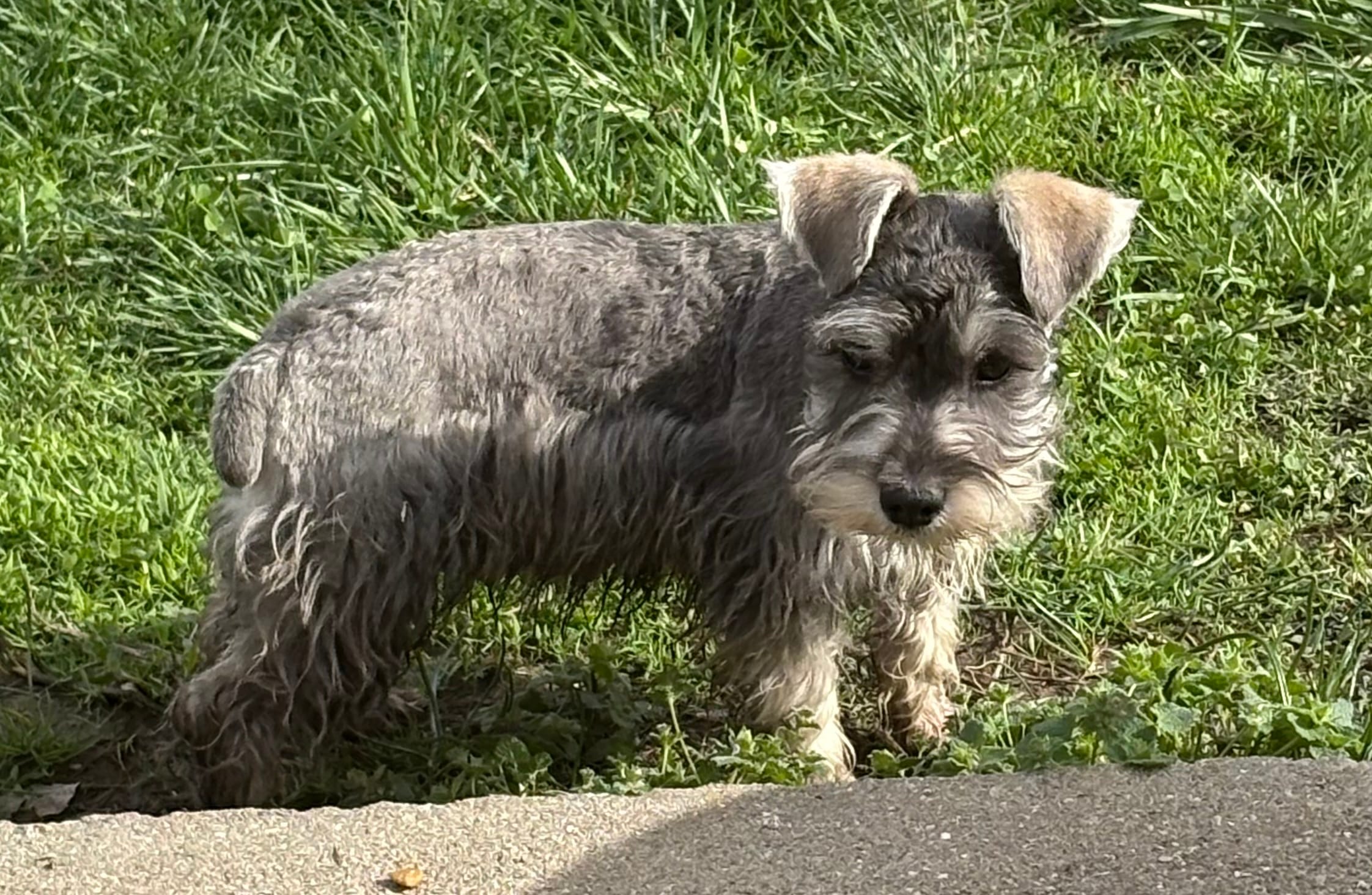 Jasper – Miniature Schnauzer puppy for sale in Louisville, IL