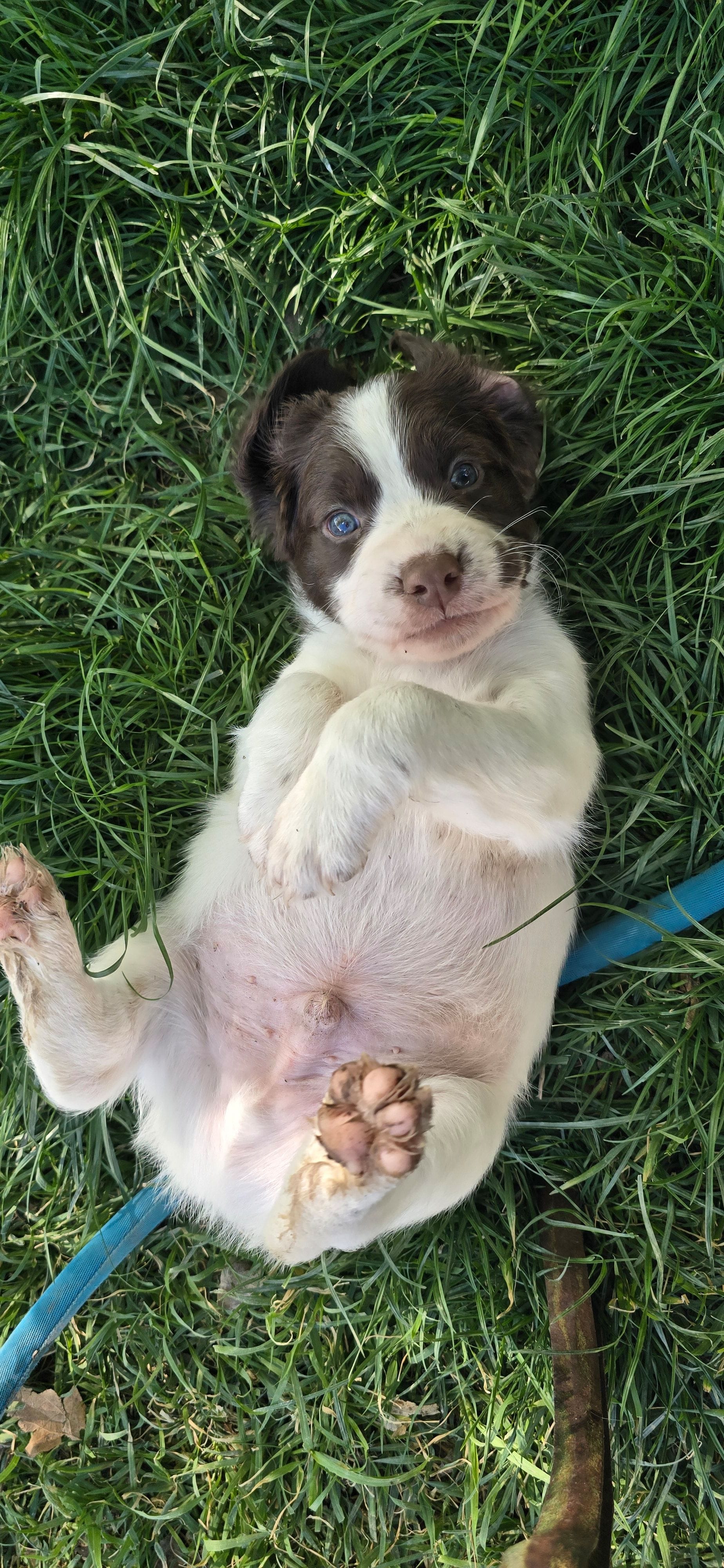 Loco Coconuts, a male English Springer Spaniel for sale in Palisade, CO – 2 of 3