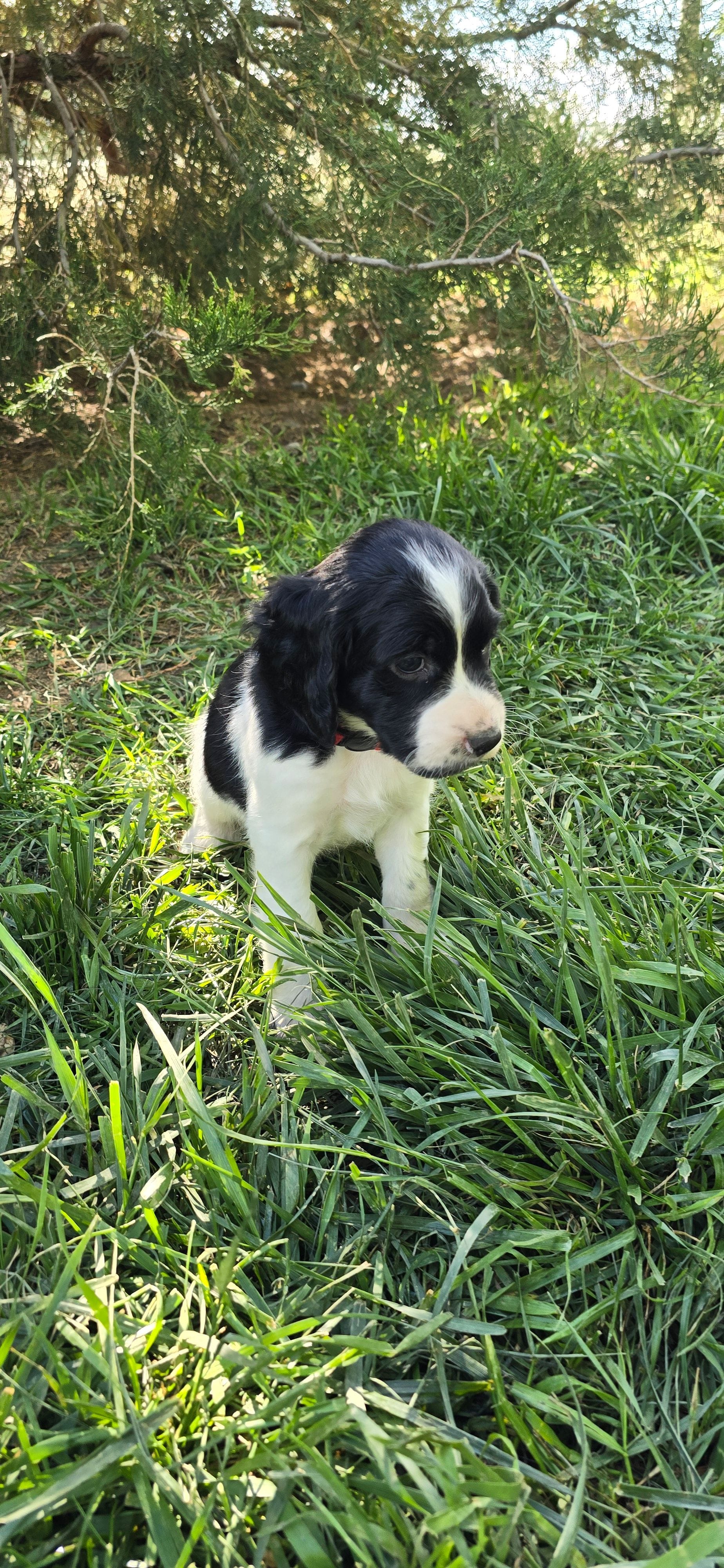 Firefighter – English Springer Spaniel puppy for sale in Palisade, CO