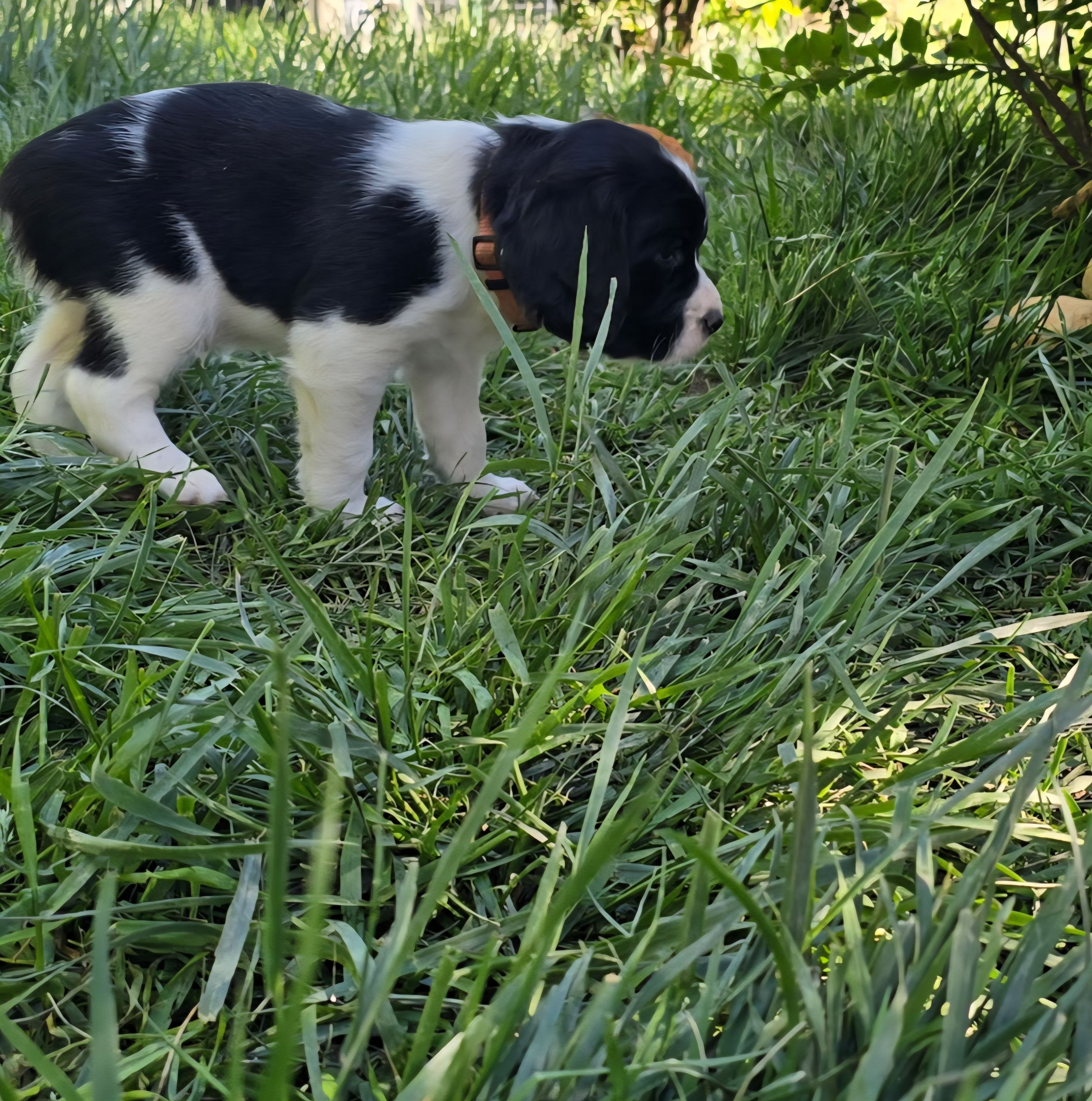 Party Animal, a male English Springer Spaniel for sale in Palisade, CO – 2 of 2