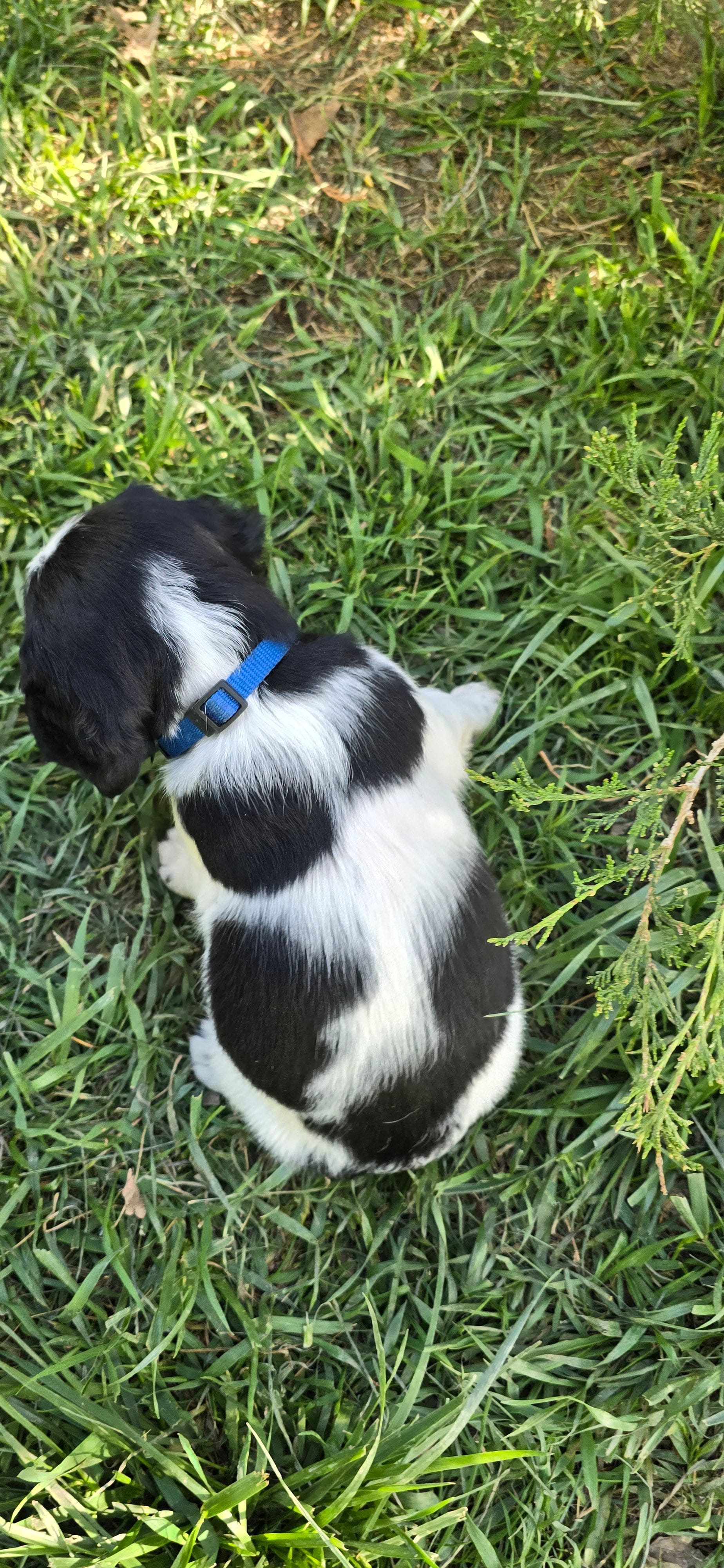 Indianapolis Clowns, a male English Springer Spaniel for sale in Palisade, CO – 2 of 2