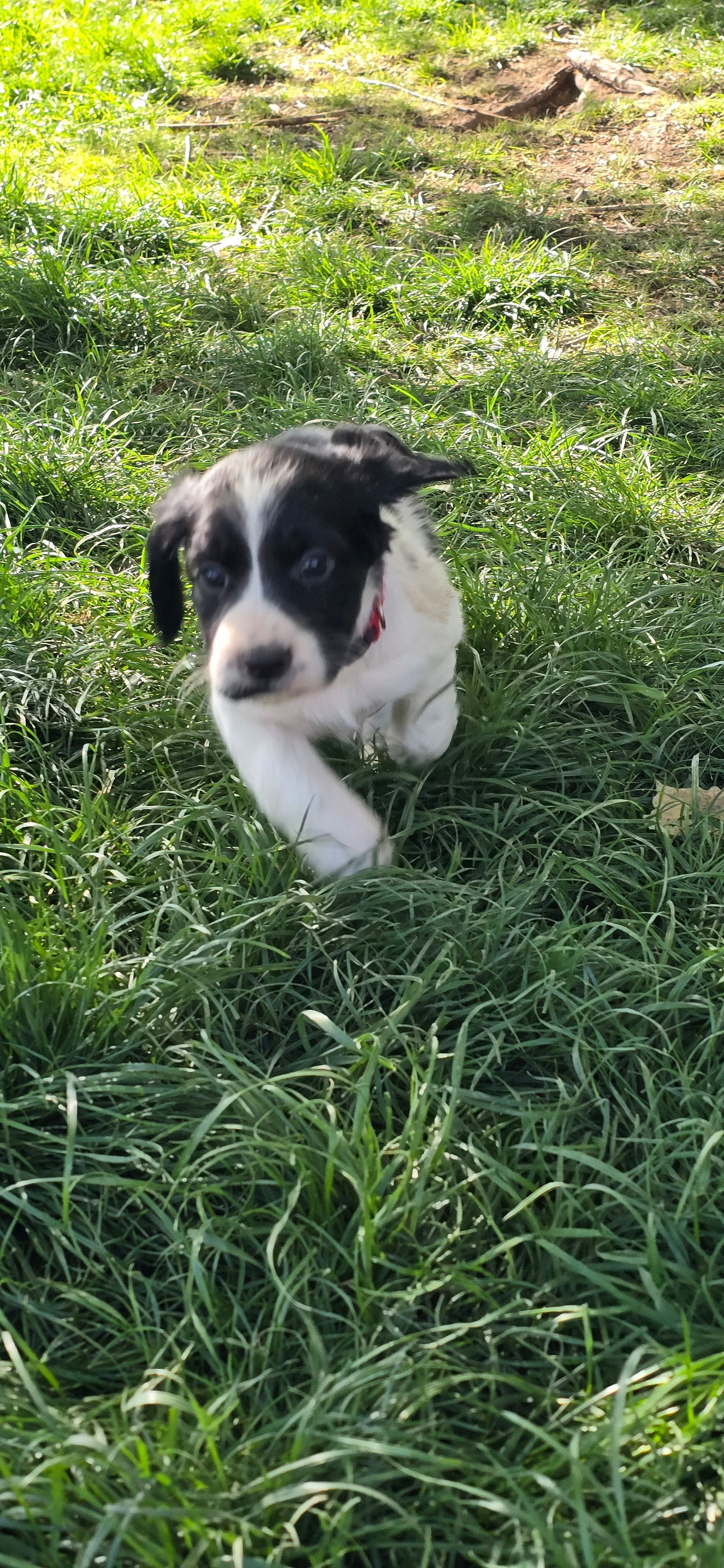 Firefighter, a male English Springer Spaniel for sale in Palisade, CO – 2 of 2