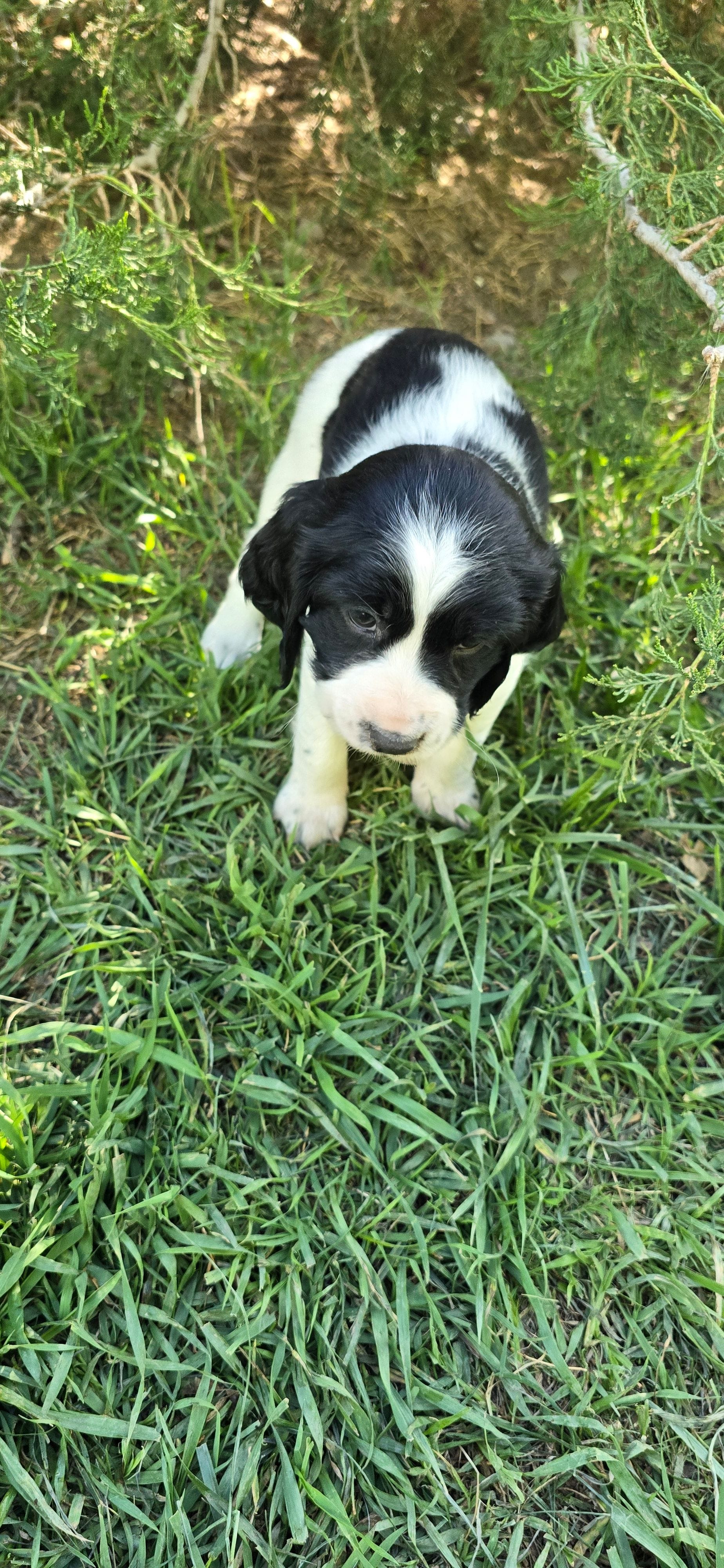 Indianapolis Clowns – English Springer Spaniel puppy for sale in Palisade, CO