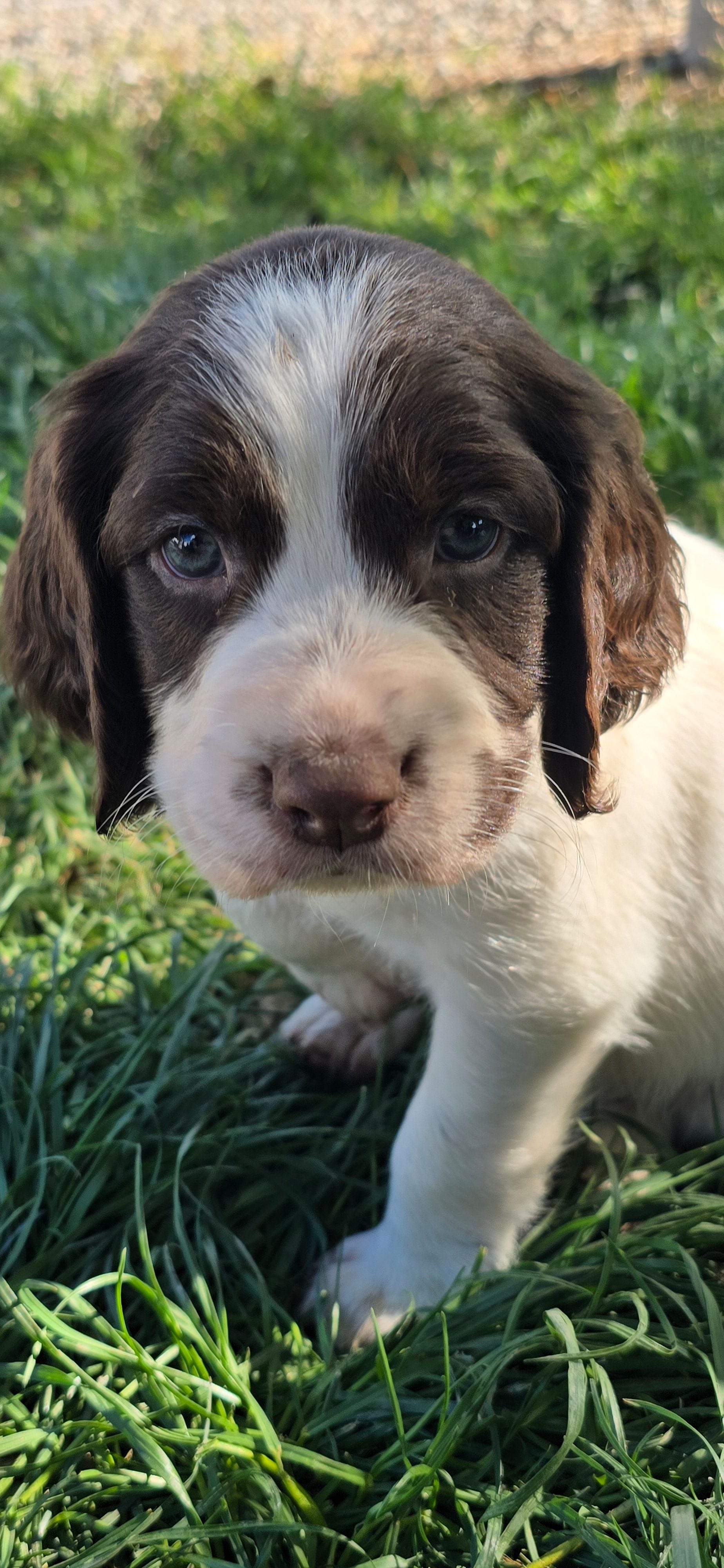 Loco Coconuts, a male English Springer Spaniel for sale in Palisade, CO – 3 of 3