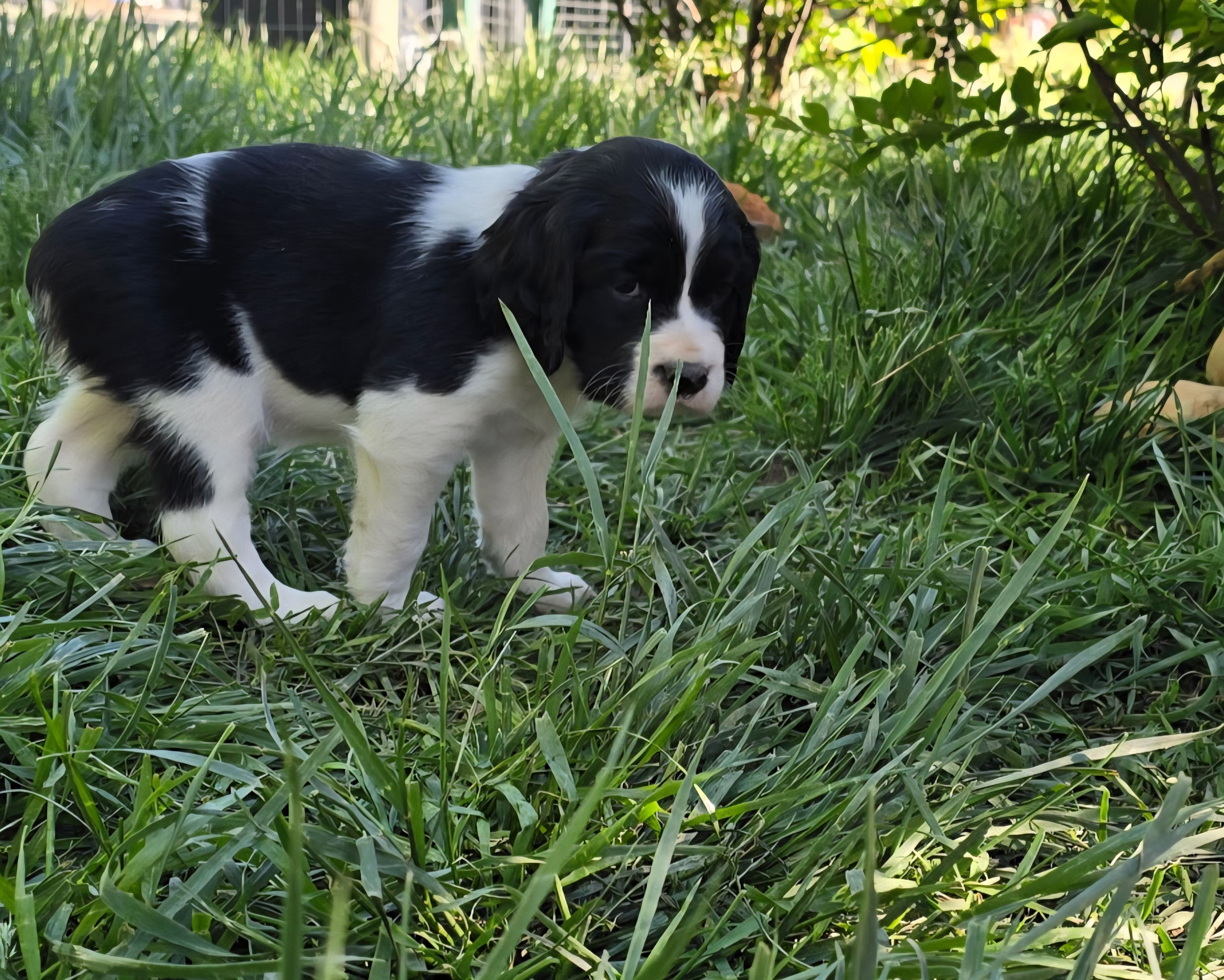 Party Animal – English Springer Spaniel puppy for sale in Palisade, CO