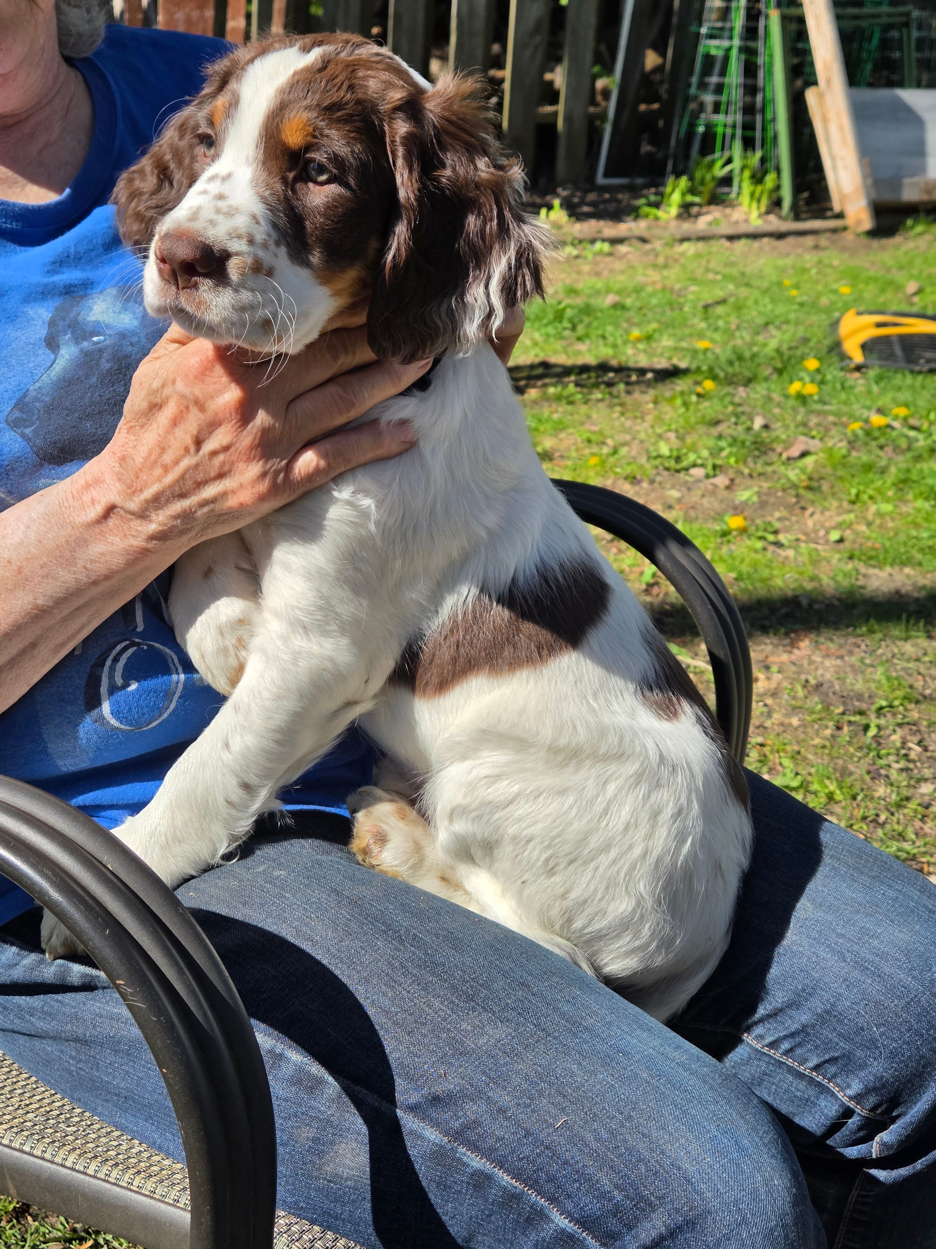 Winchester – English Springer Spaniel puppy for sale in Green Bay, WI