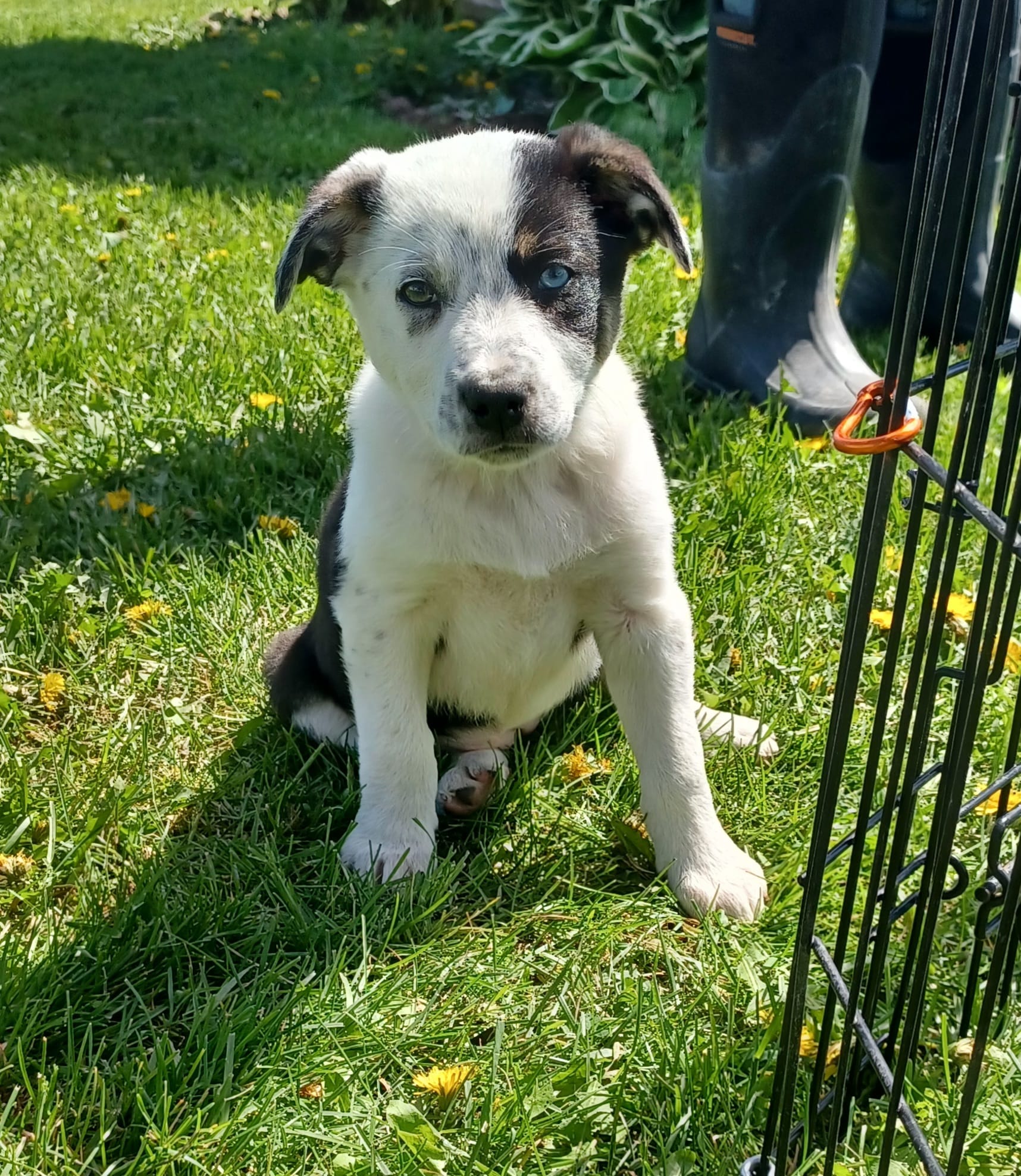 Tilly – Border Collie puppy for sale in Brandon, WI