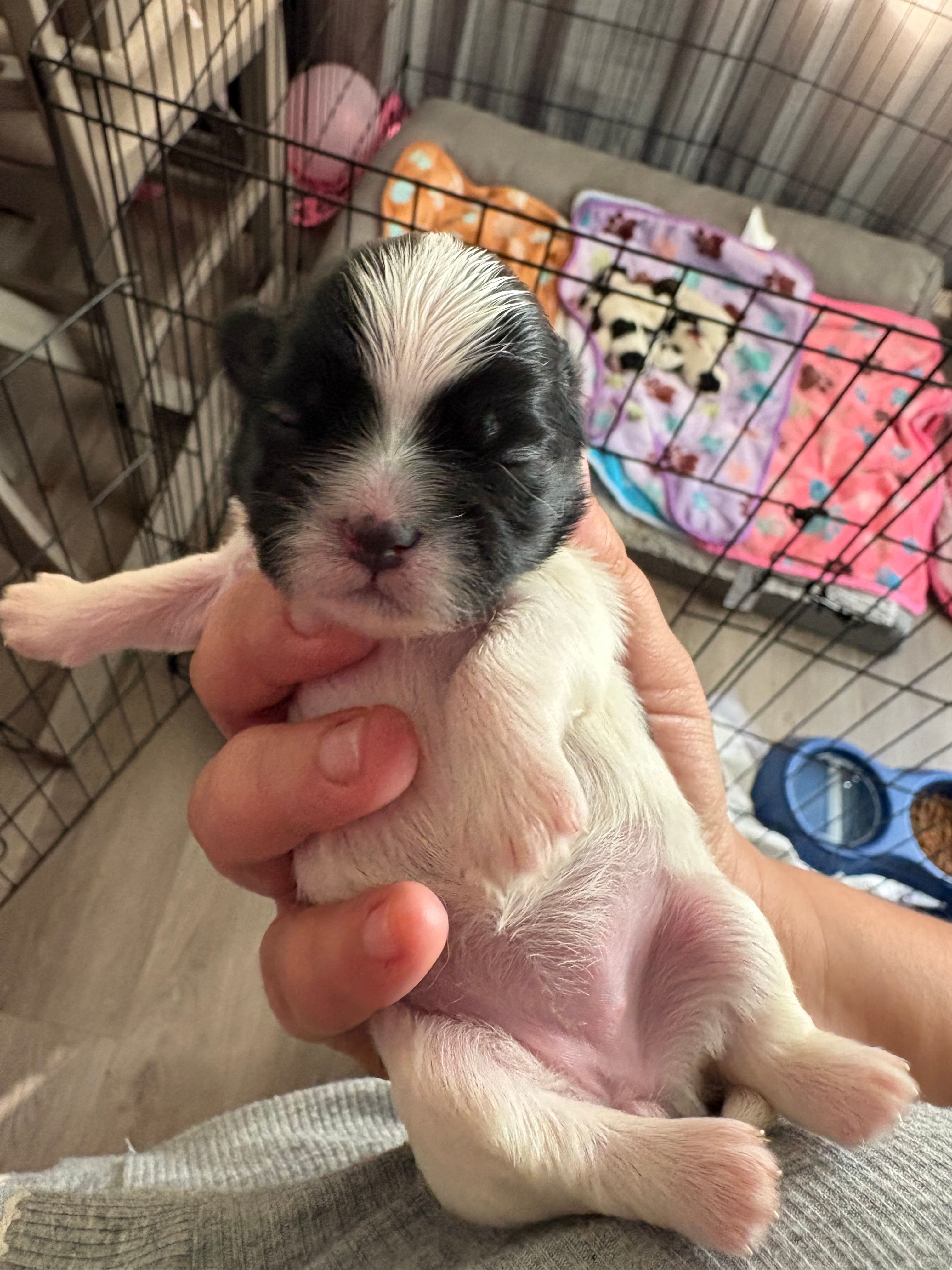 Cooper – Shih Tzu puppy for sale in Clermont, FL