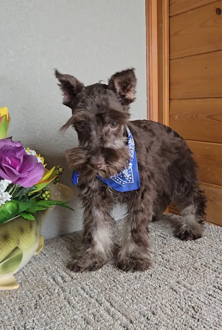 Cocoa – Miniature Schnauzer puppy for sale in Linton, IN