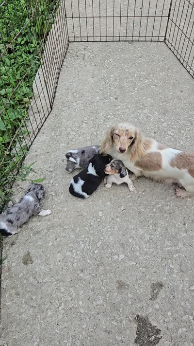 Poppy's girl # 3, a female Miniature Dachshund for sale in Linton, IN – 2 of 3