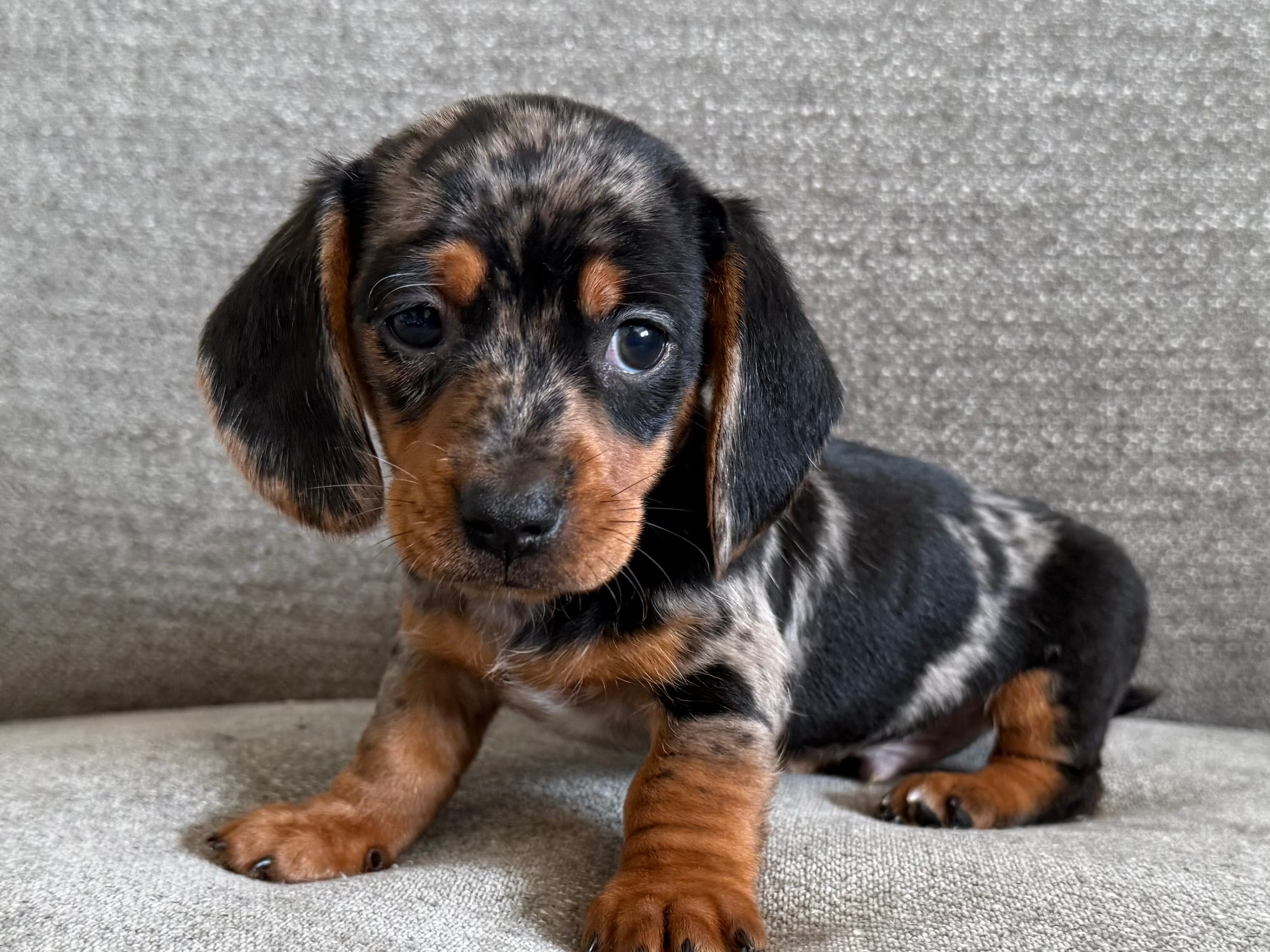 Lumpy  – Dachshund, Miniature Dachshund puppy for sale in Lexington, KY