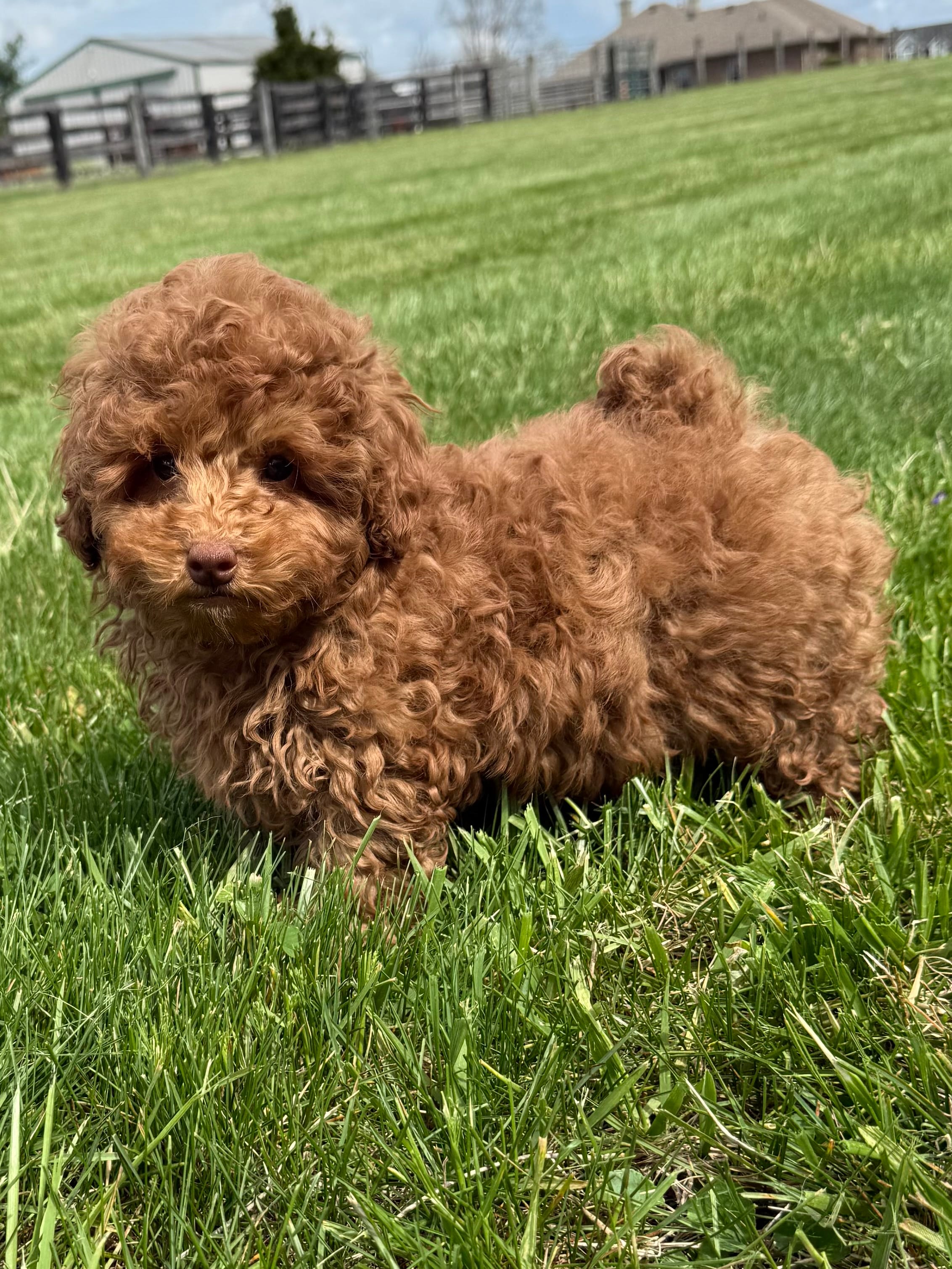 Felix  – Poodle - Toy , Poodle - Miniature  puppy for sale in Lexington, KY