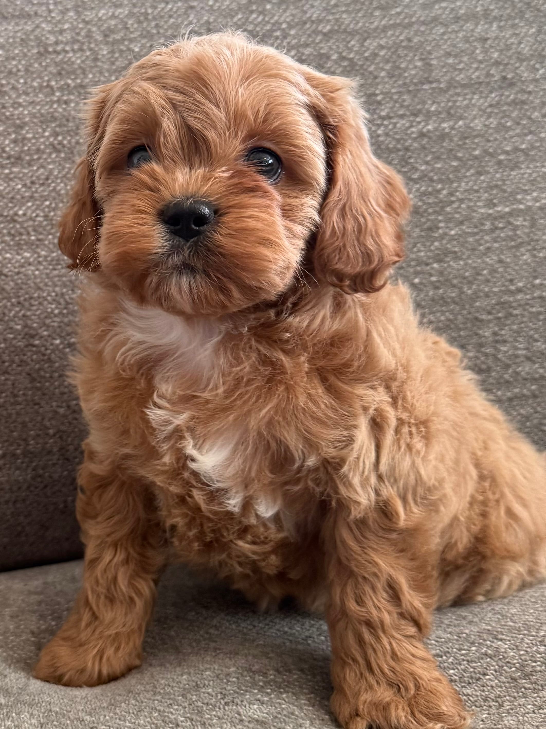 Reba  – Cavapoo puppy for sale in Lexington, KY