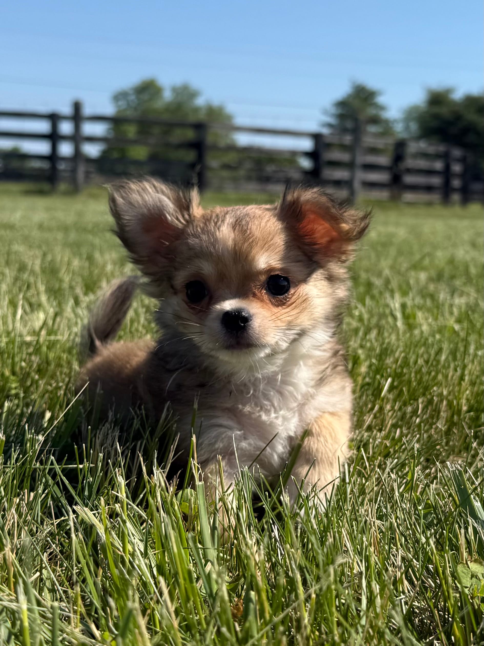 Rumor  – Chihuahua puppy for sale in Lexington, KY