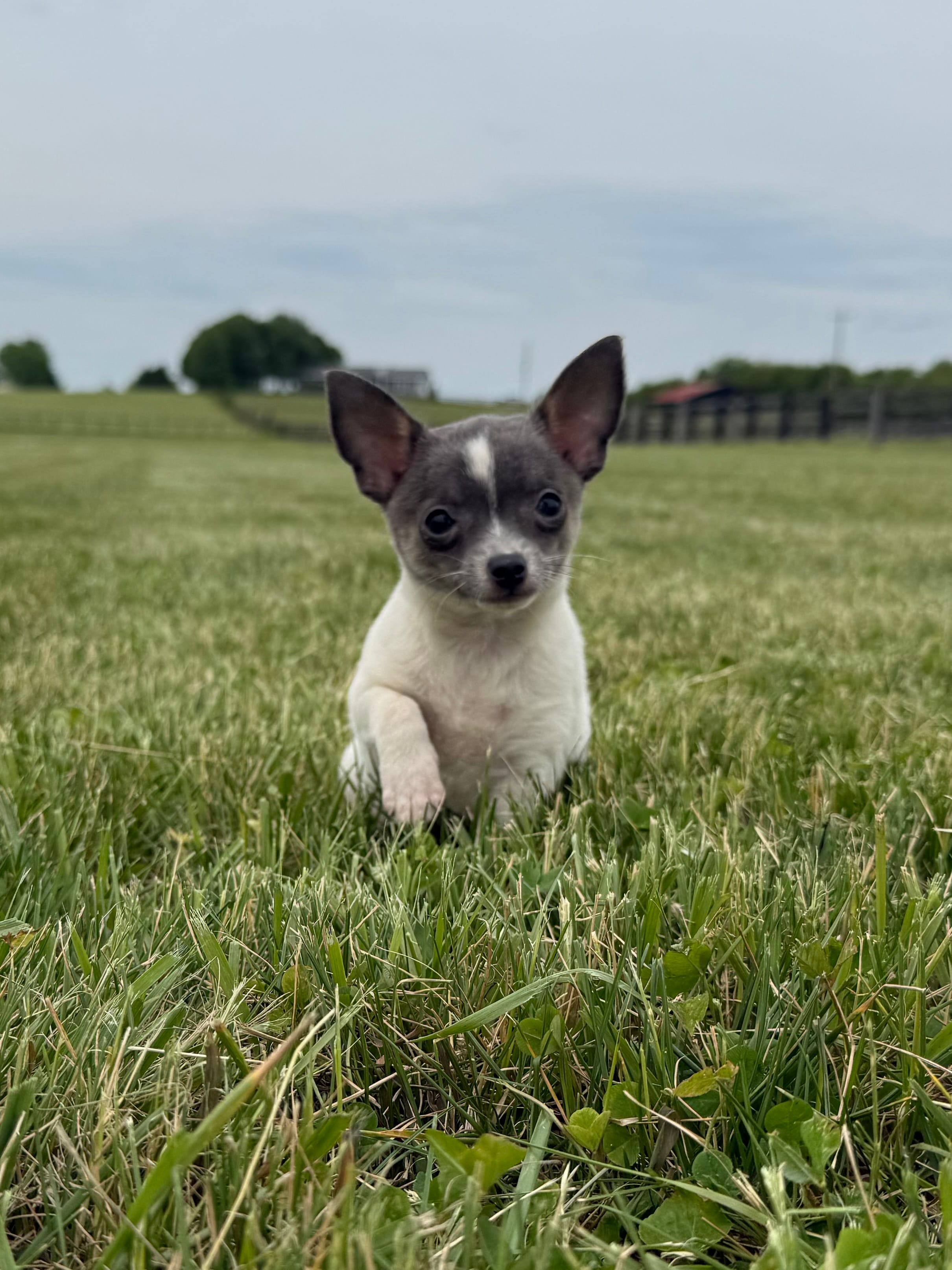 Belle  – Chihuahua puppy for sale in Lexington, KY