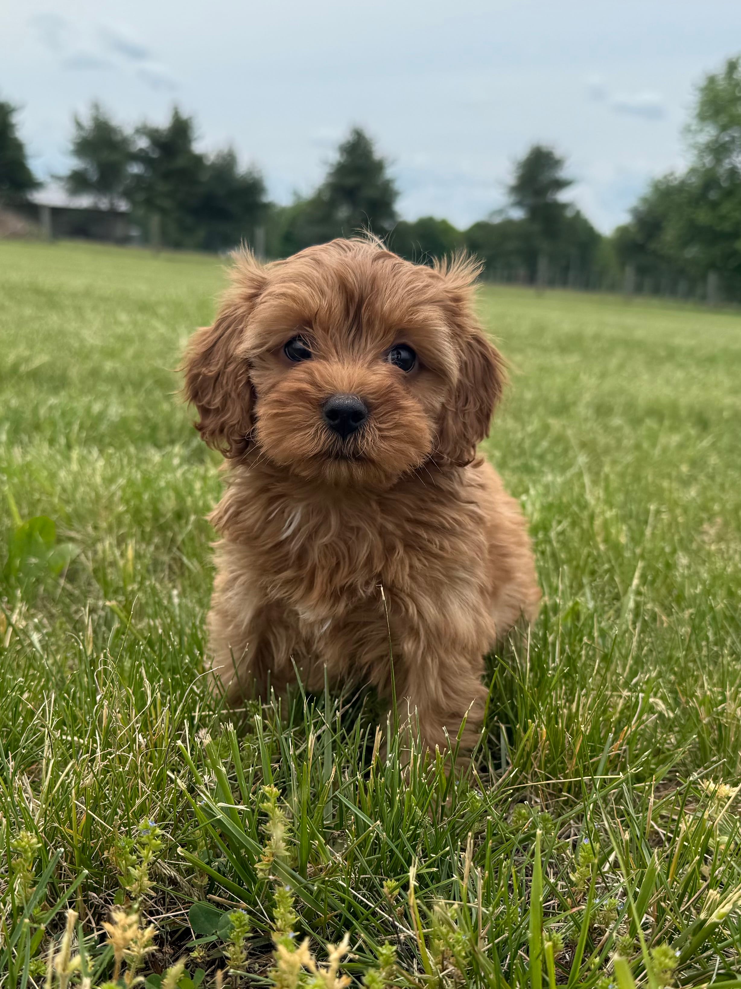 Ember – Cavapoo puppy for sale in Lexington, KY
