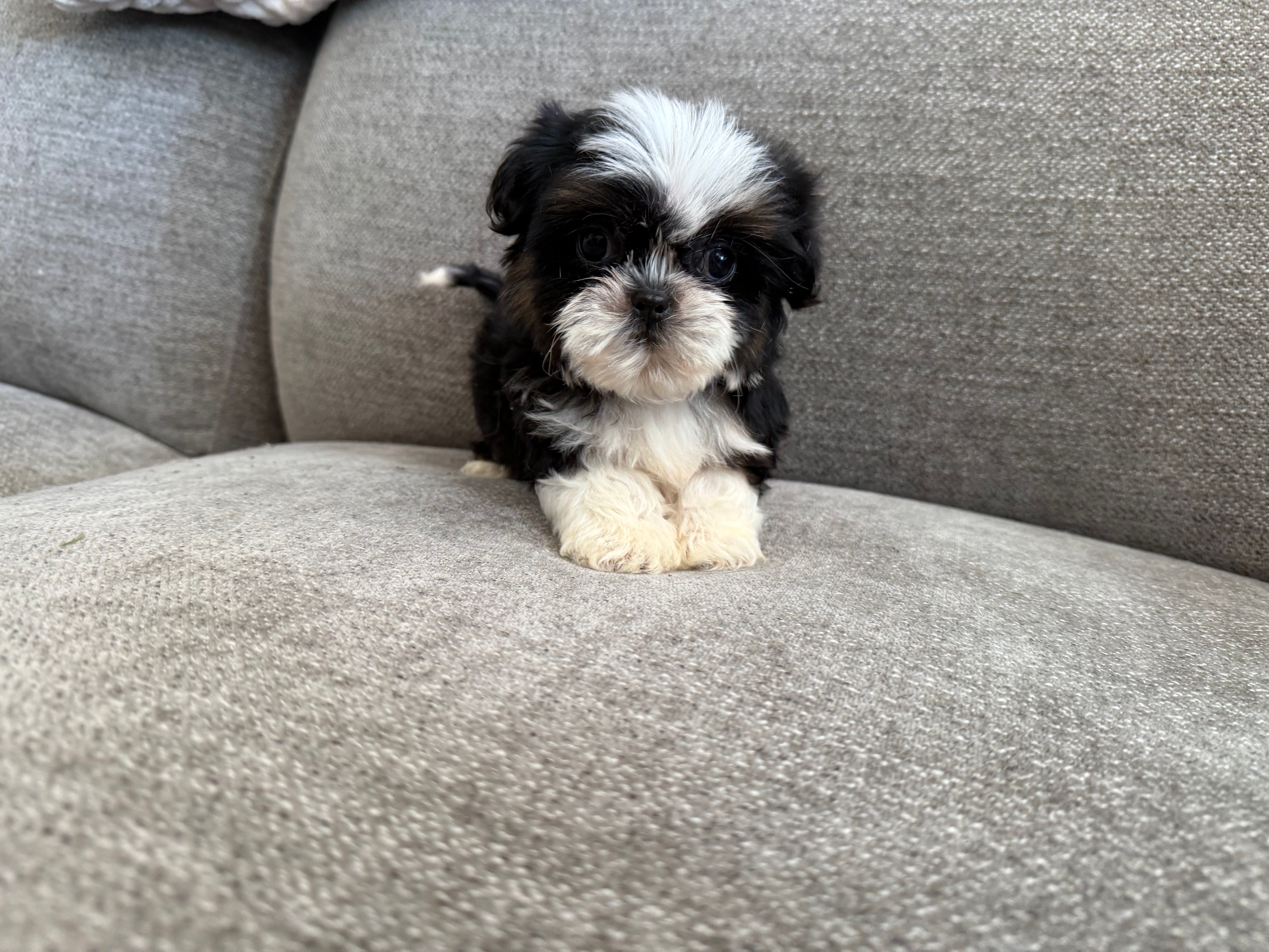 Rex, imperial  – Shih Tzu puppy for sale in Lexington, KY