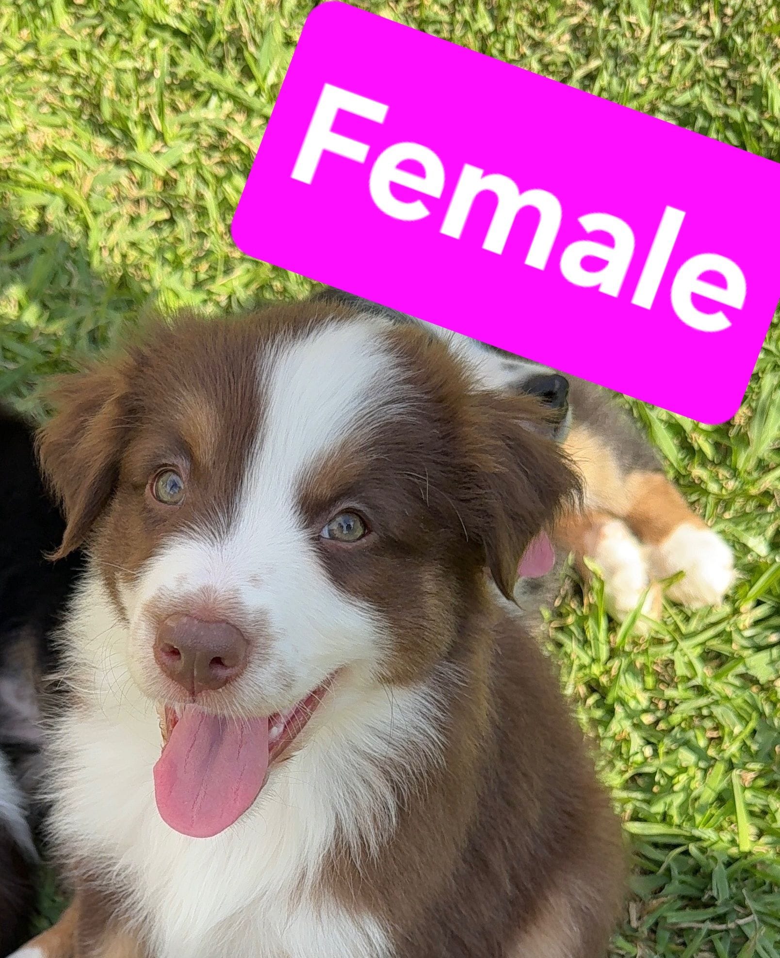 Female – Australian Shepherd puppy for sale in Houston, TX