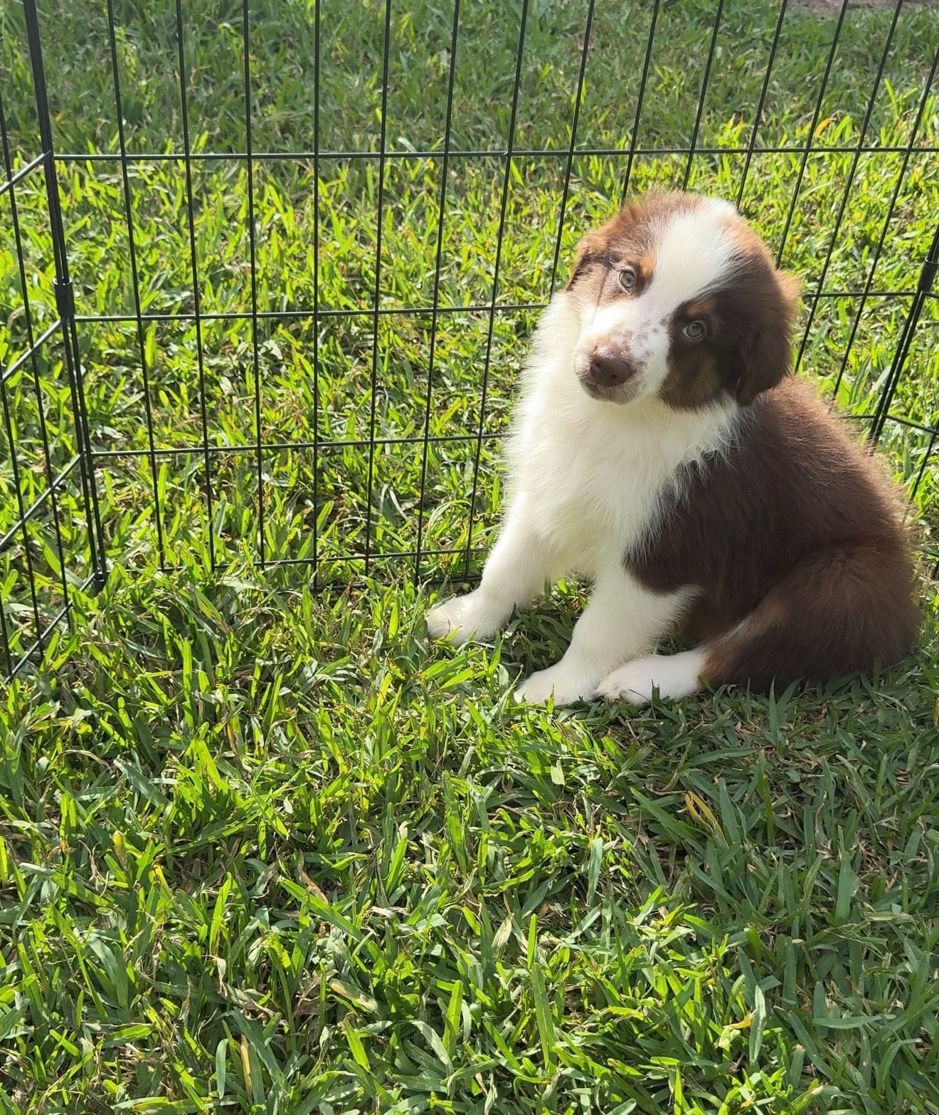 Male – Australian Shepherd puppy for sale in Houston, TX